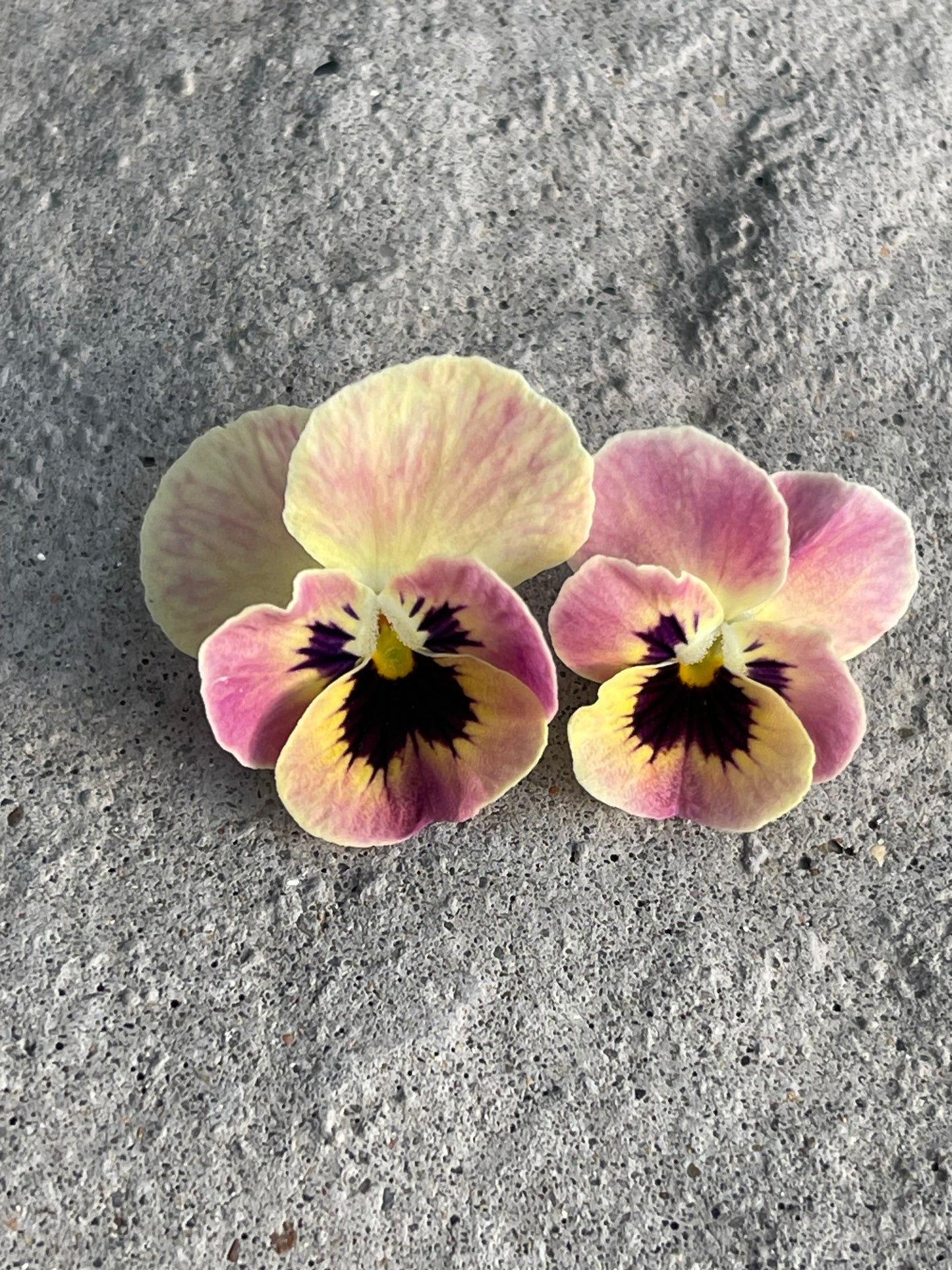 Viola Antique Laeta 10 Seeds