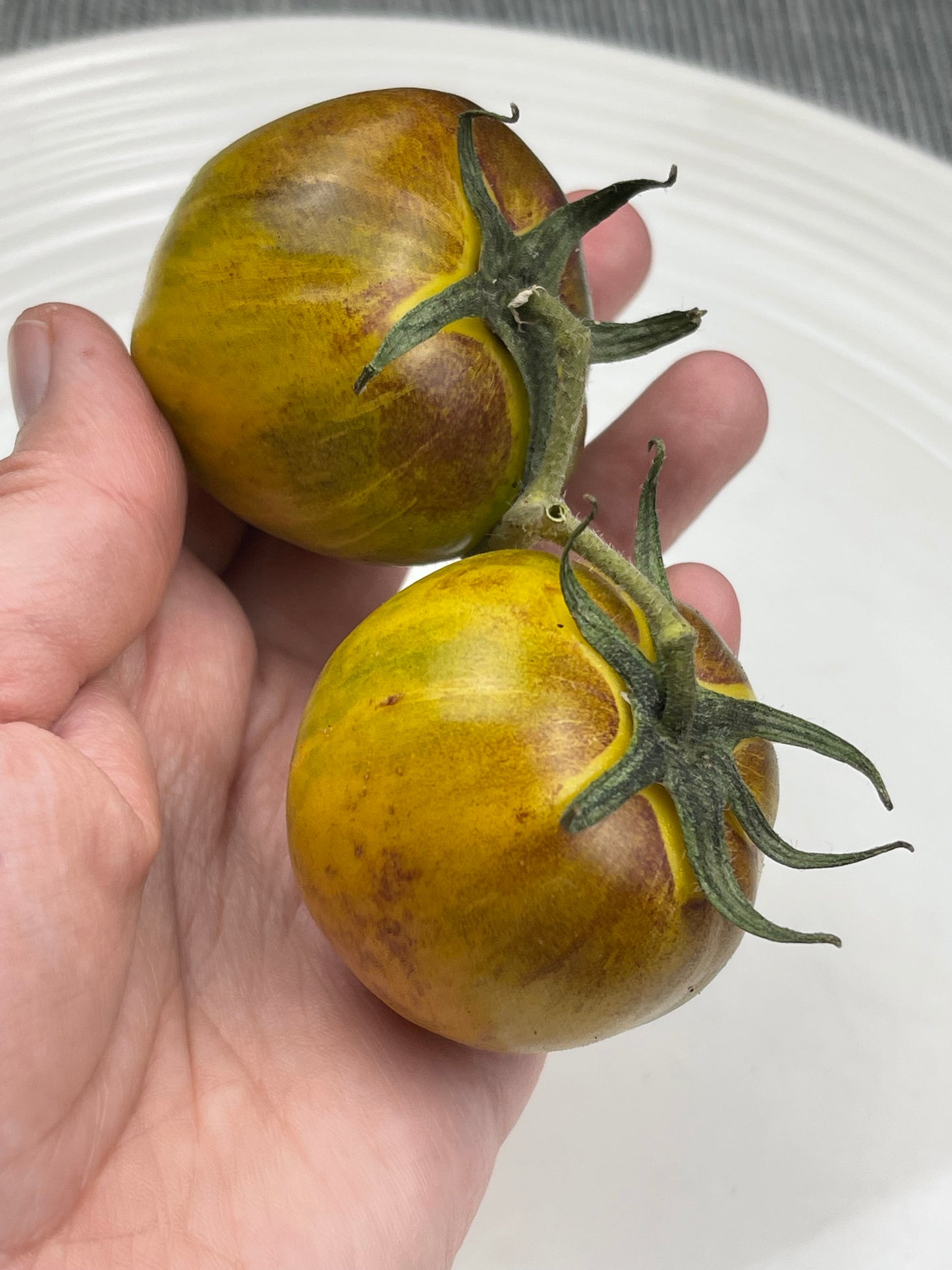 Primary Colours Tomato 20 Seeds