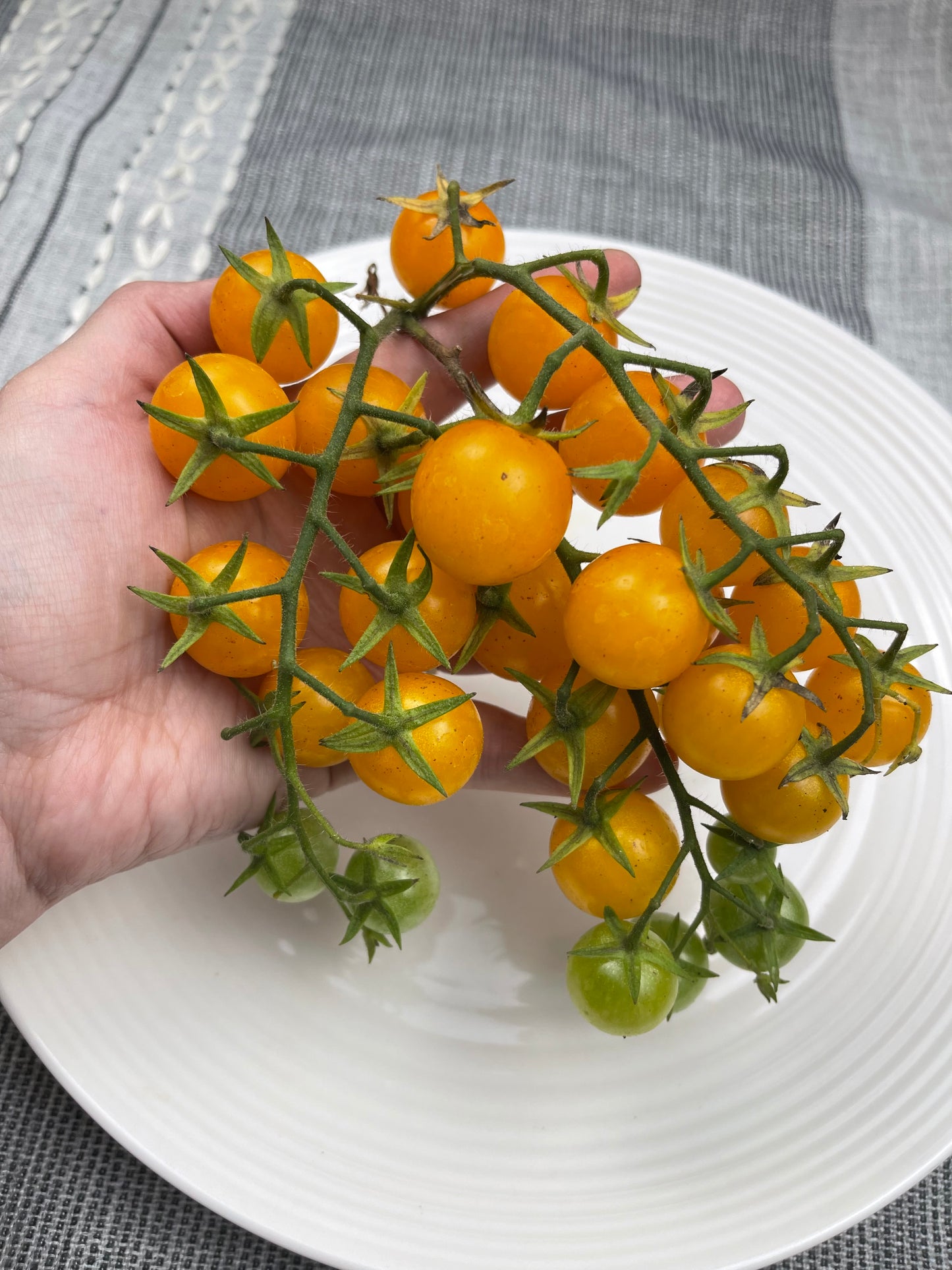Candy On The Vine Tomato 25 Seeds