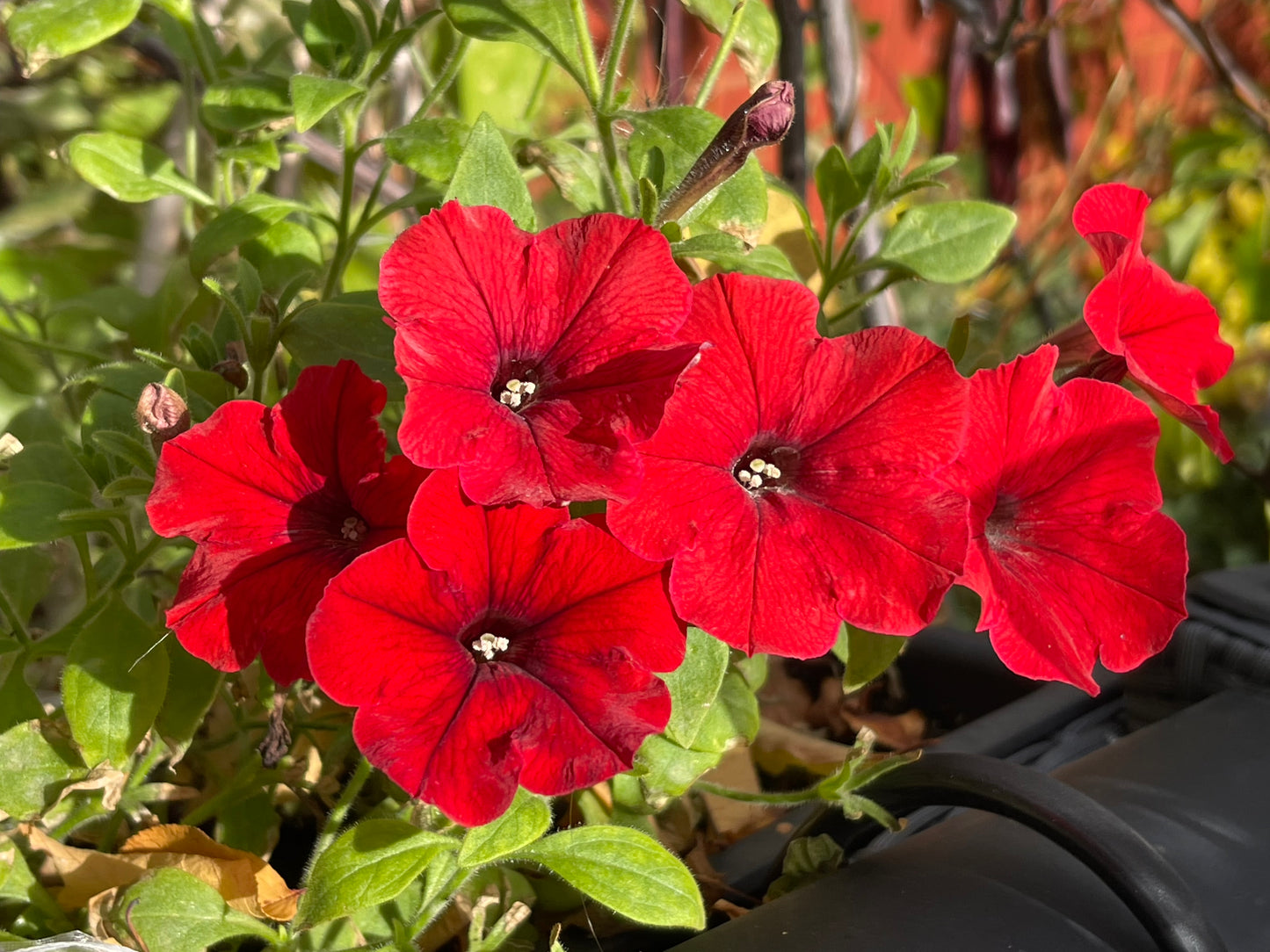 Red Petunia 100 Seeds