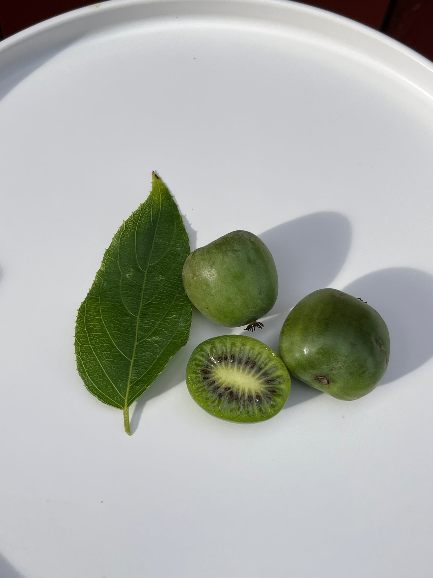 Hardy Kiwi Berry 50 Seeds