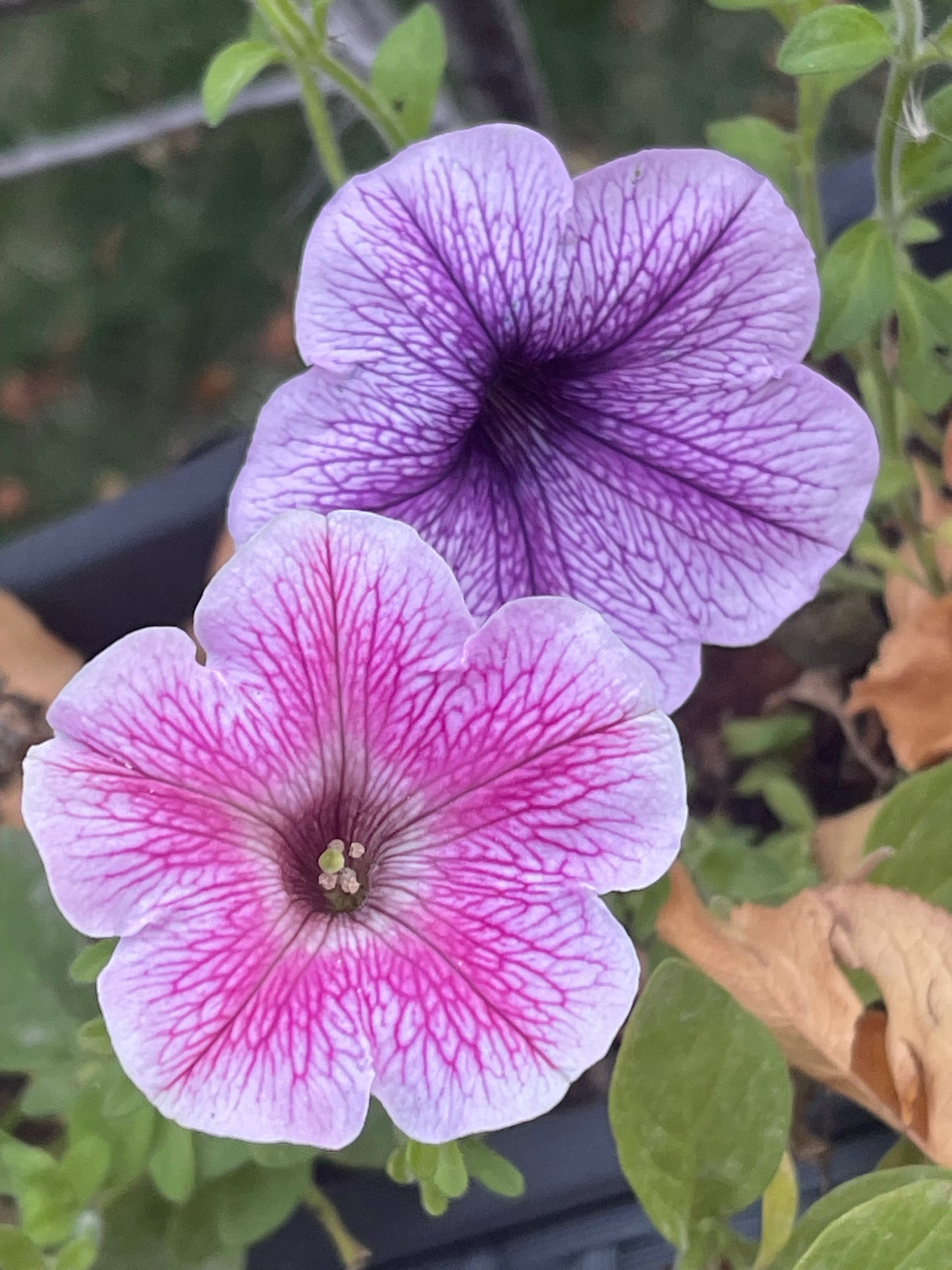 Veined Mix Petunia 100 Seeds
