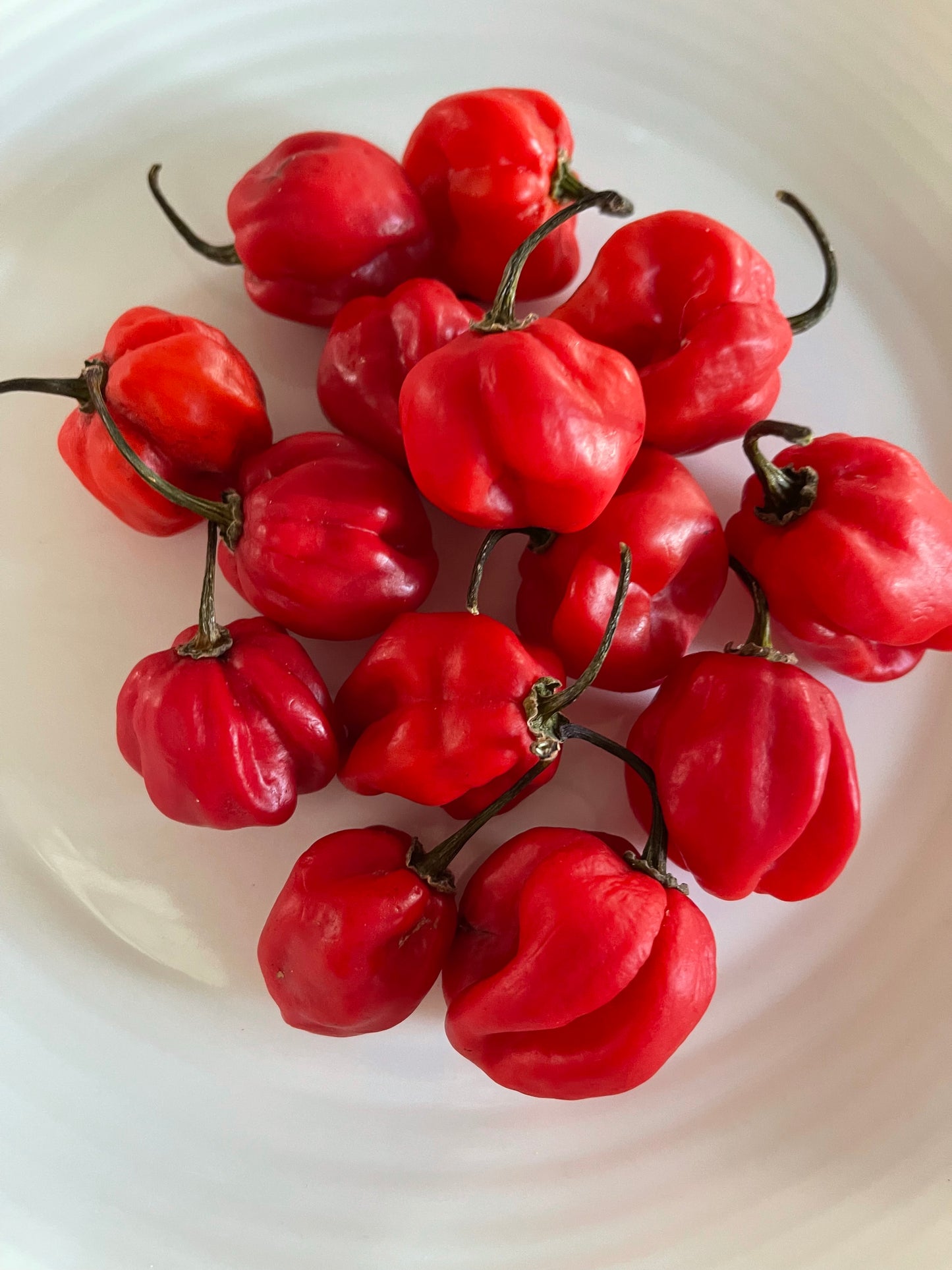 Red Scotch Bonnet Hot Pepper 25 Seeds