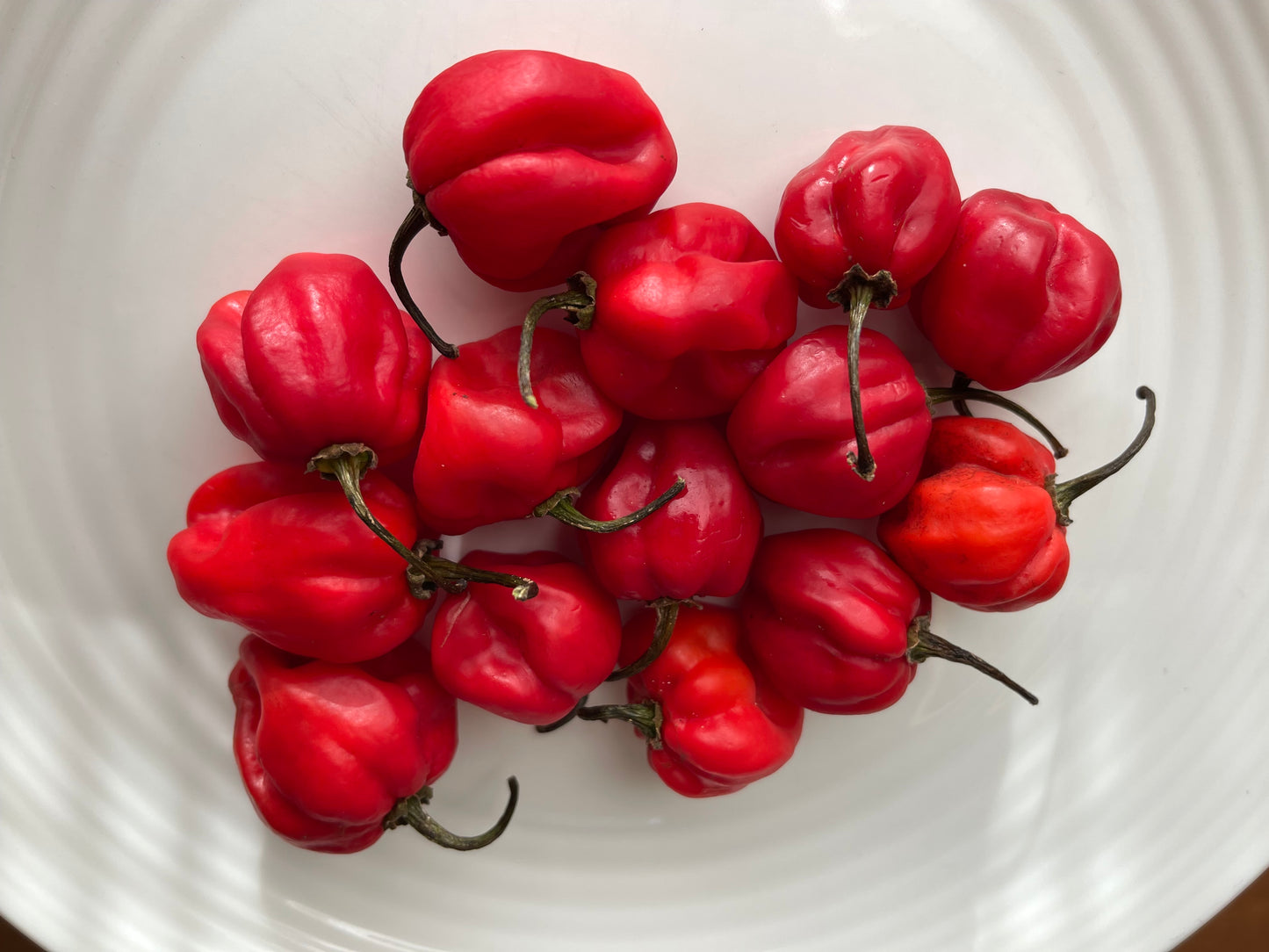 Red Scotch Bonnet Hot Pepper 25 Seeds