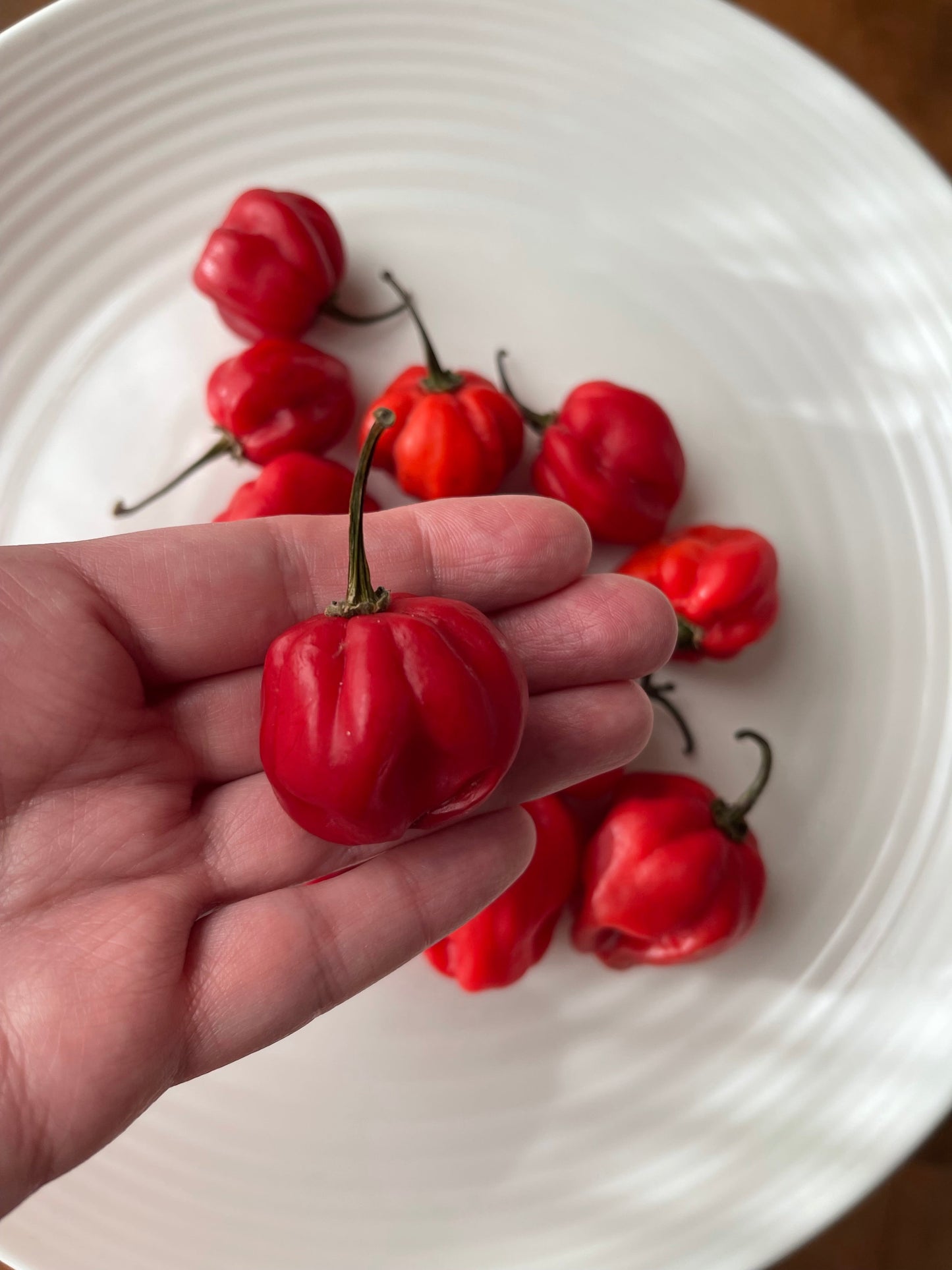 Red Scotch Bonnet Hot Pepper 25 Seeds