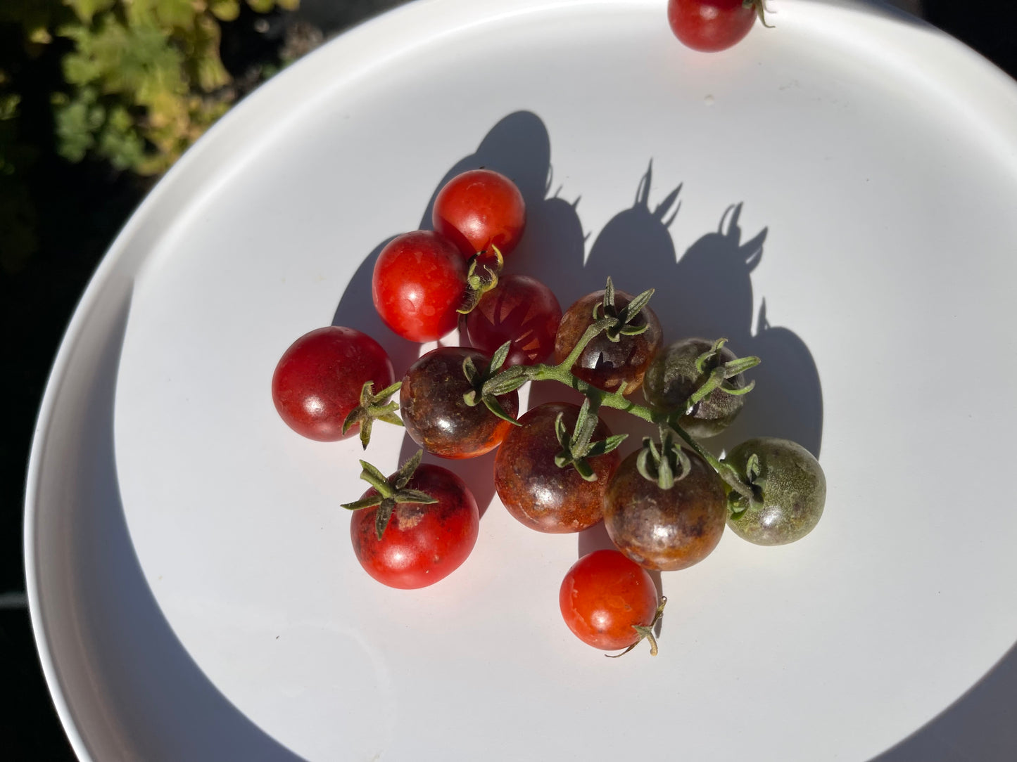 Inkspot Micro Dwarf Tomato 20 Seeds