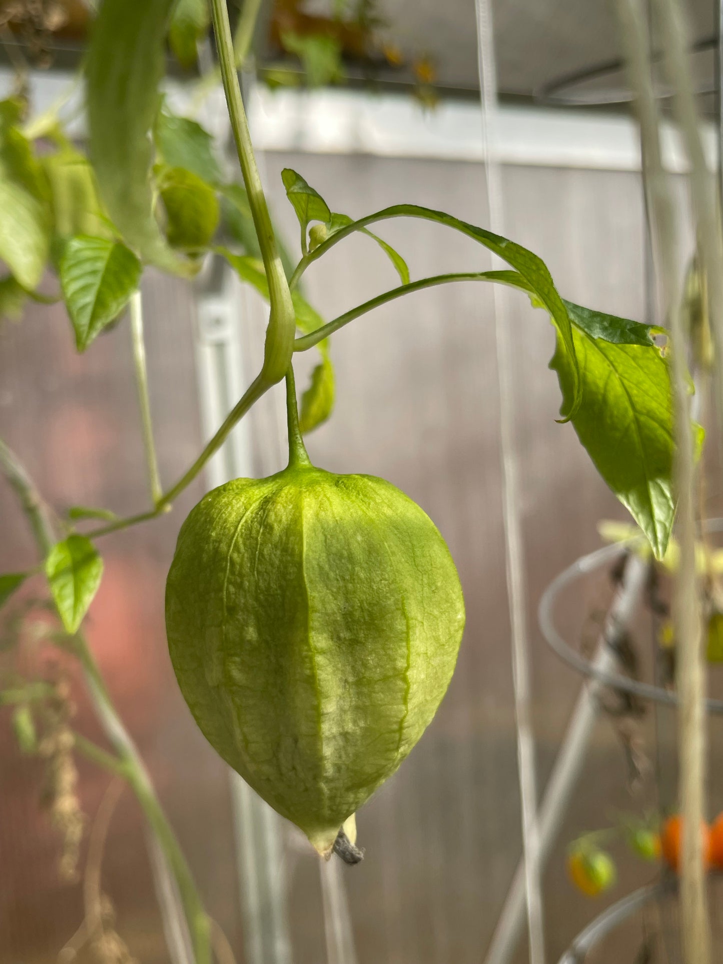 Chupon De Malinalco Tomatillo 15 Seeds