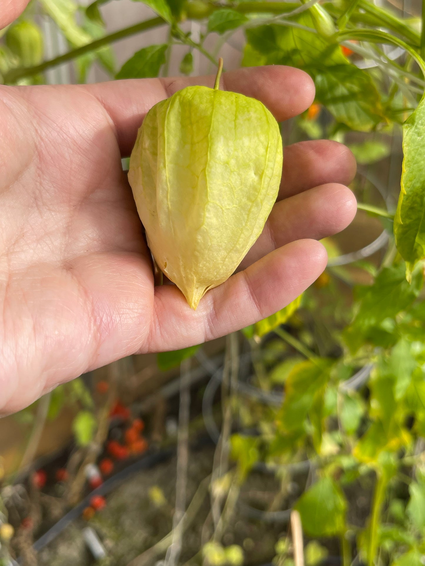 Chupon De Malinalco Tomatillo 15 Seeds