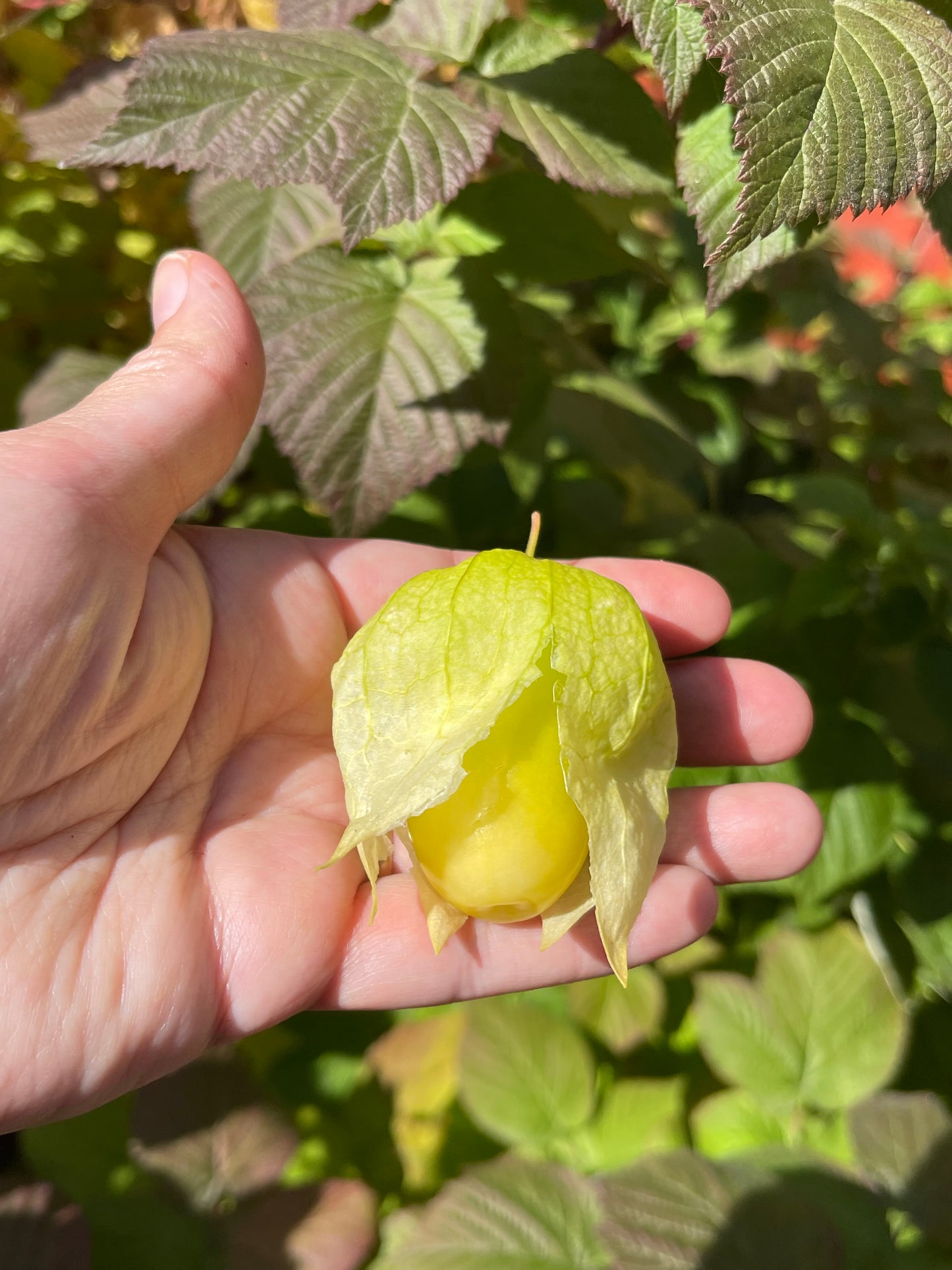 Chupon De Malinalco Tomatillo 15 Seeds