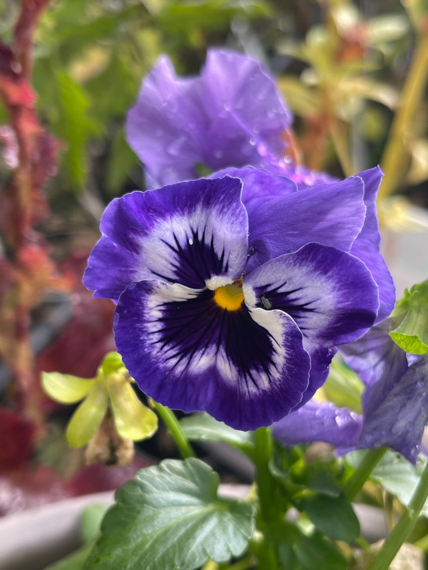 Pansy Mix 100 Seeds