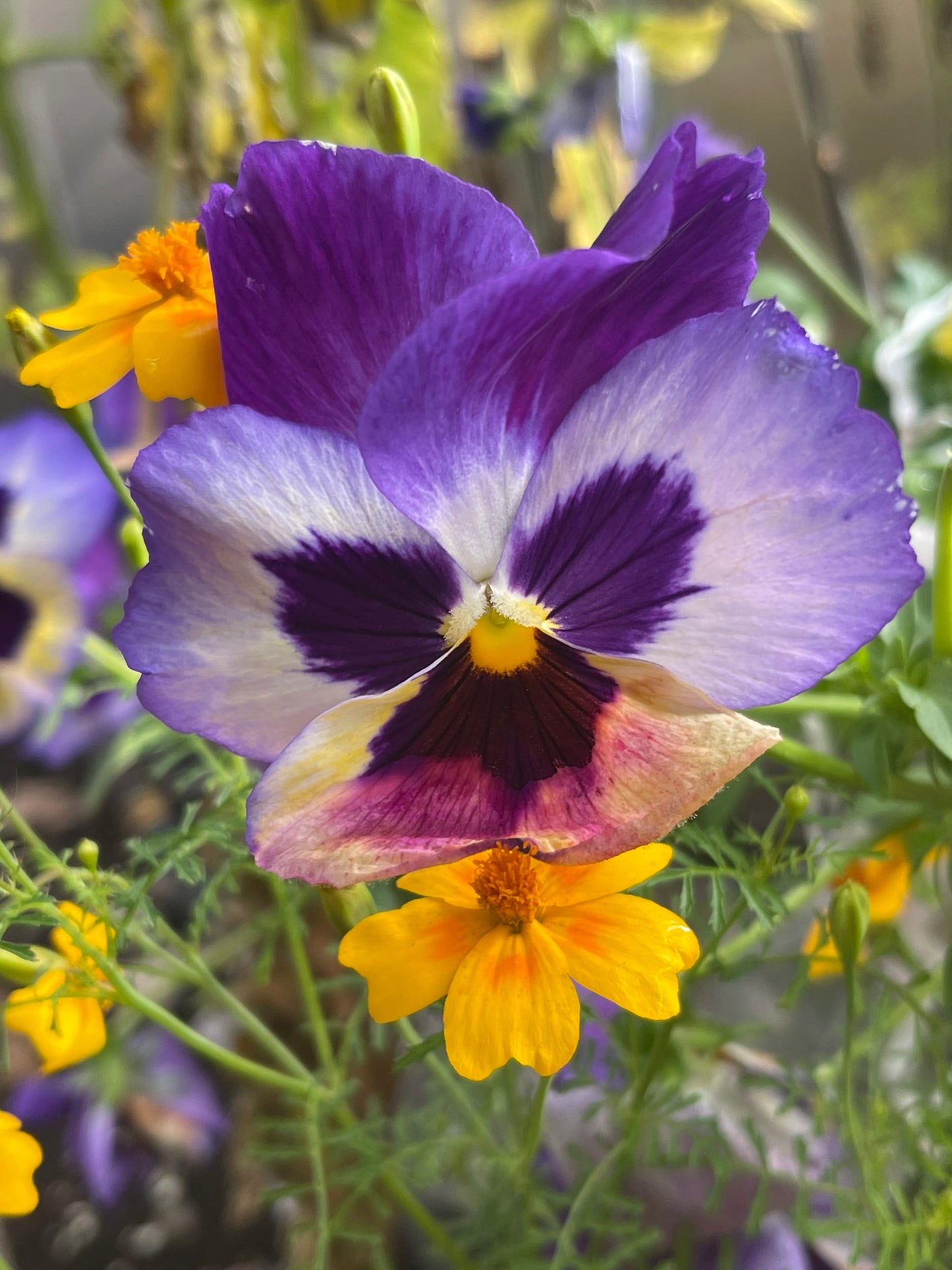Pansy Mix 100 Seeds