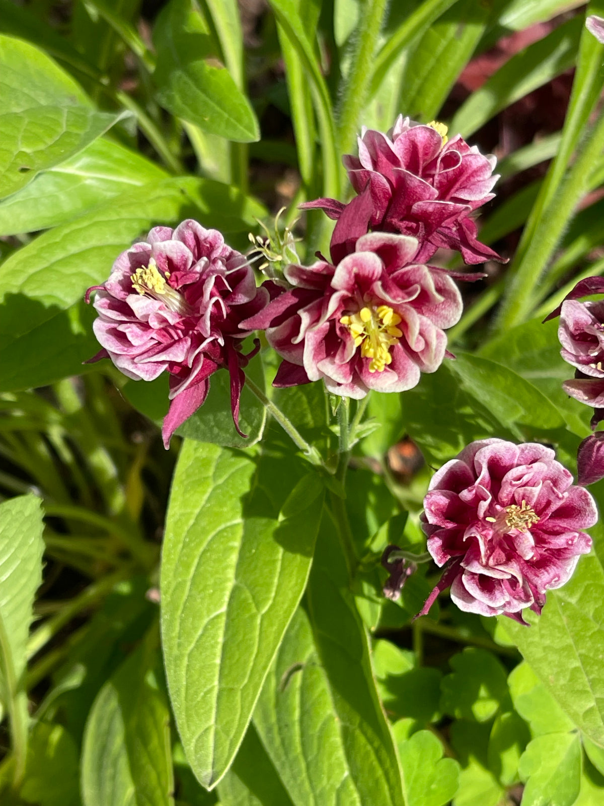 Winky Double Red and White Columbine 20 Seeds