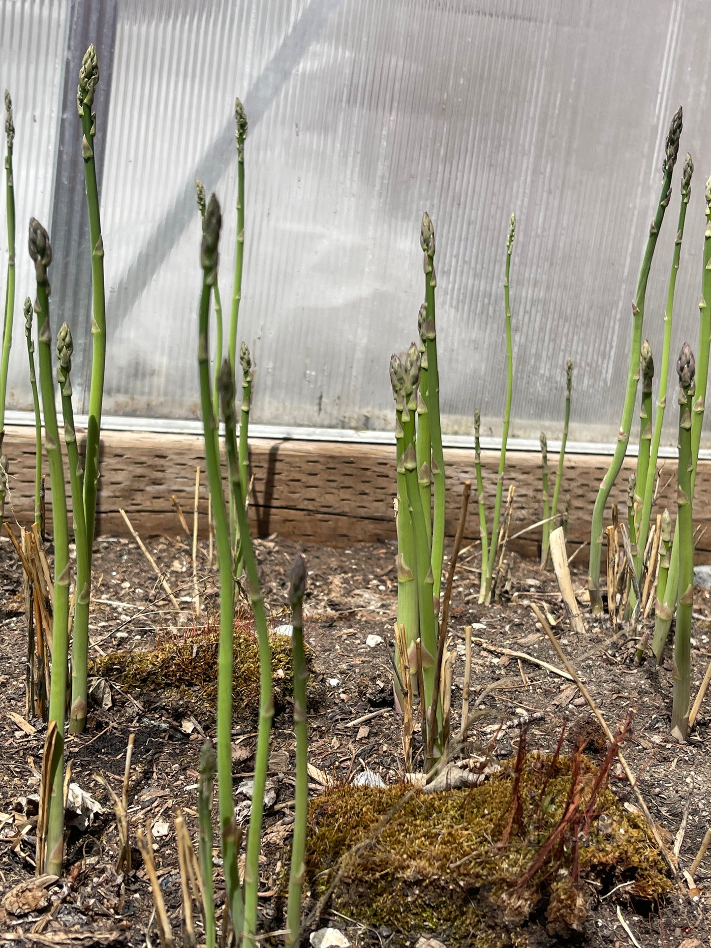 Mary Washington Asparagus 25 Seeds
