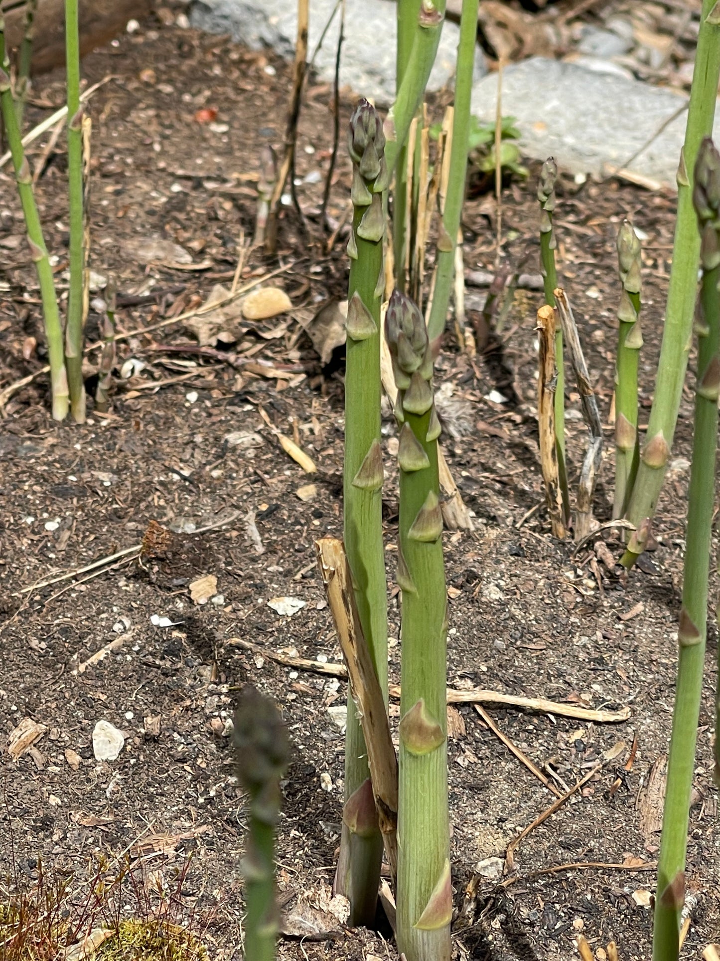 Mary Washington Asparagus 25 Seeds