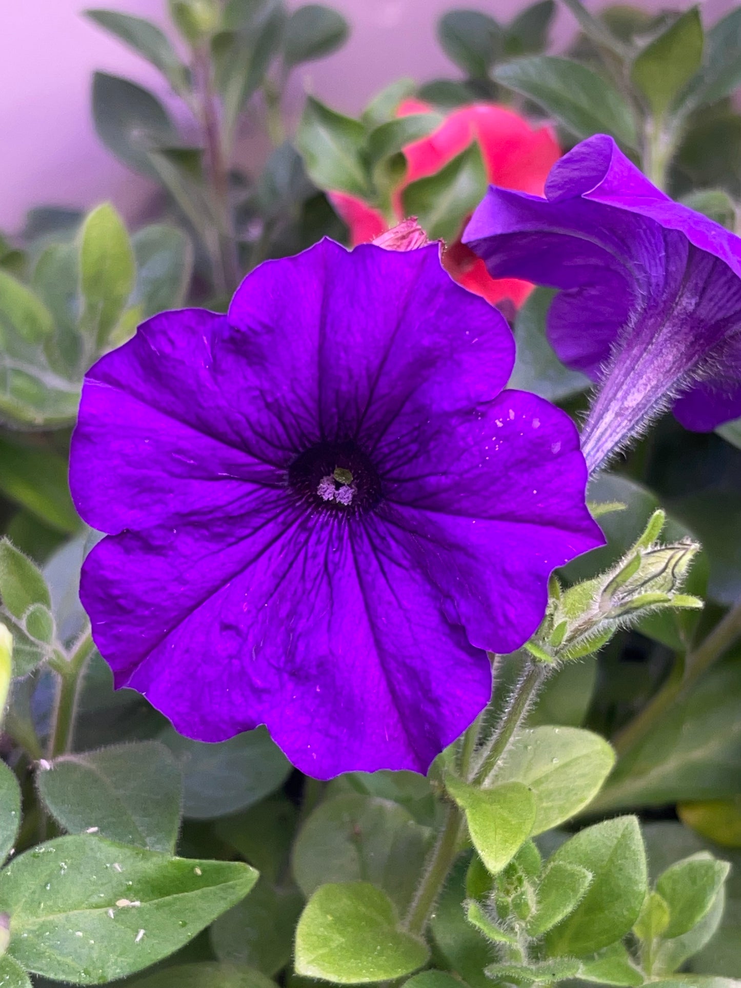Purple Petunia 100 Seeds