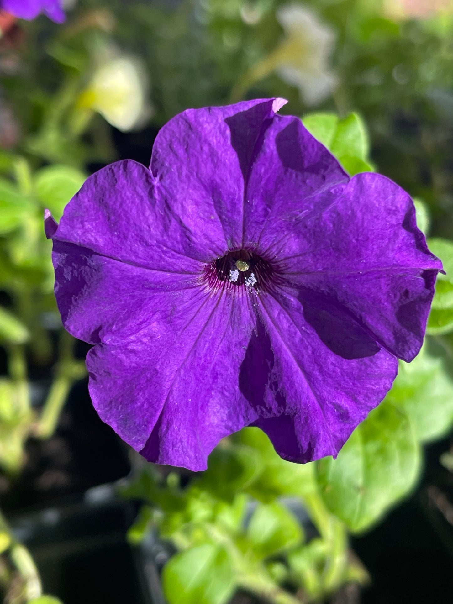 Purple Petunia 100 Seeds