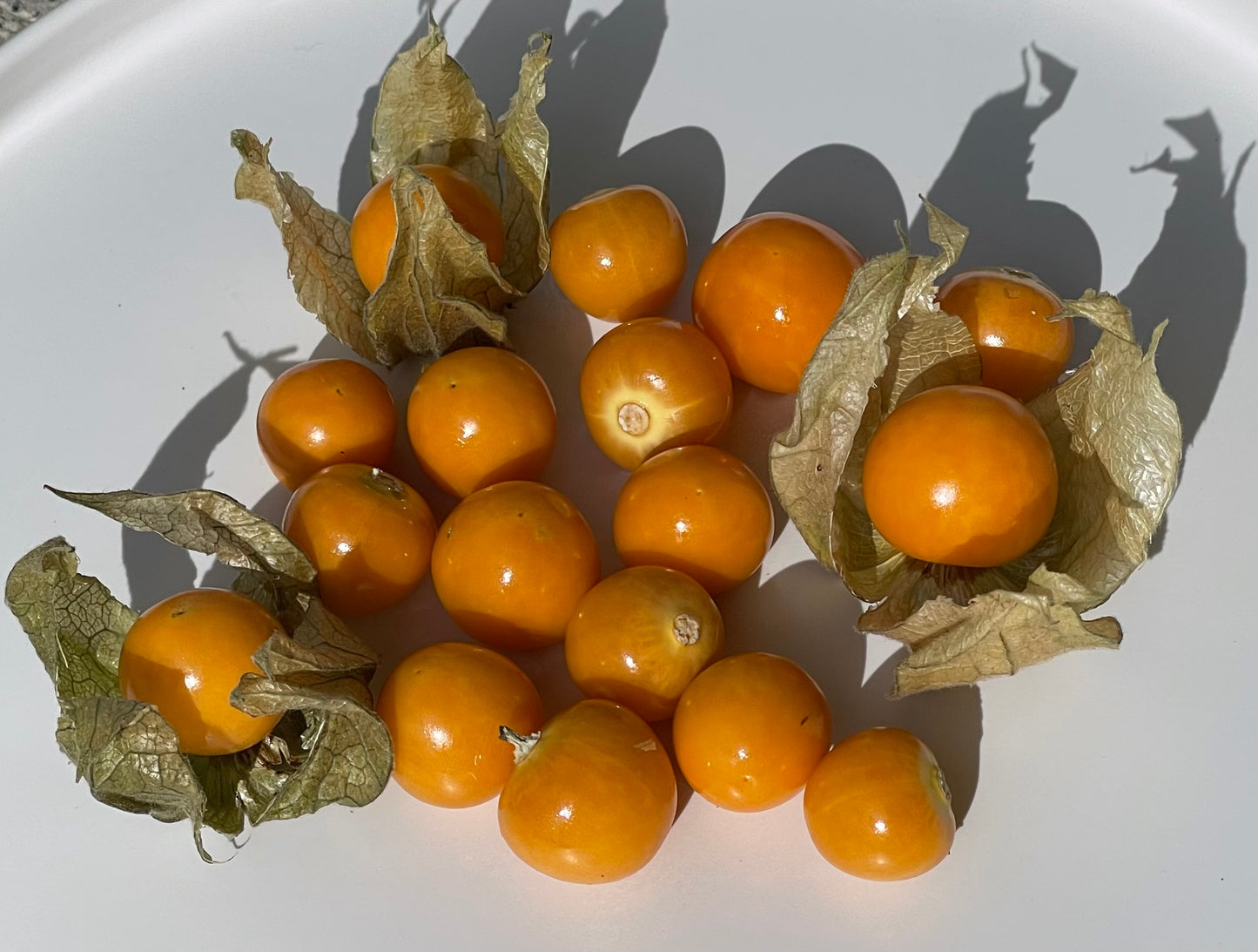 Peruvian Physalis - Cape Gooseberry 50 Seeds