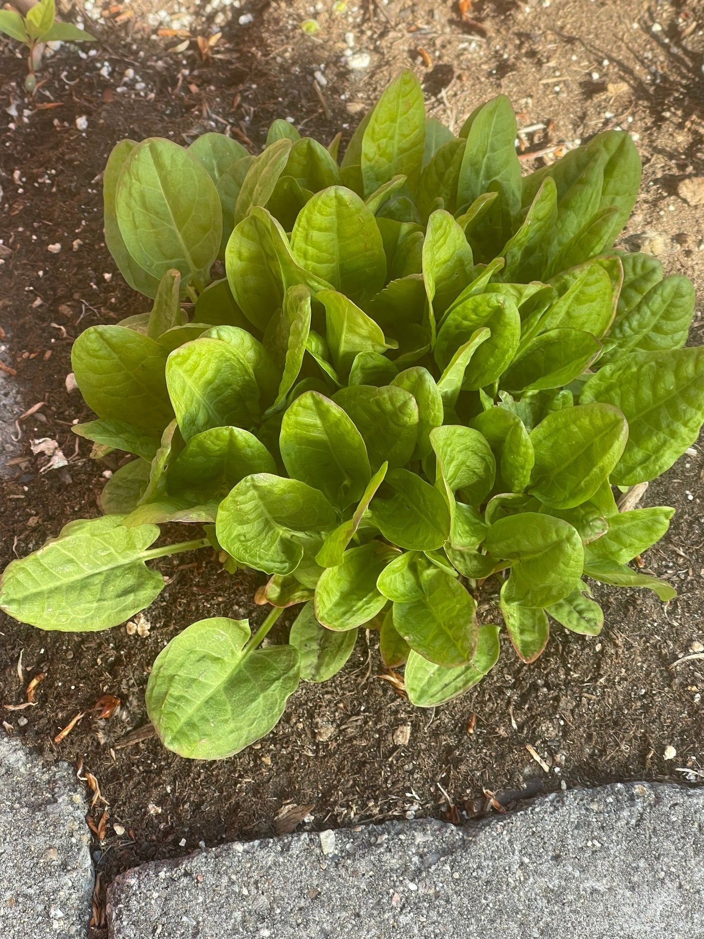 Sorrel Perennial Herb 50 Seeds