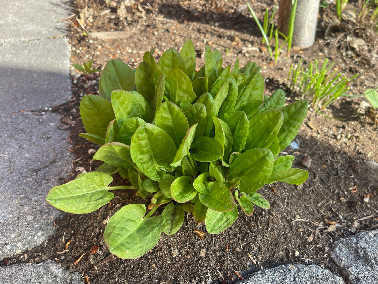 Sorrel Perennial Herb 50 Seeds