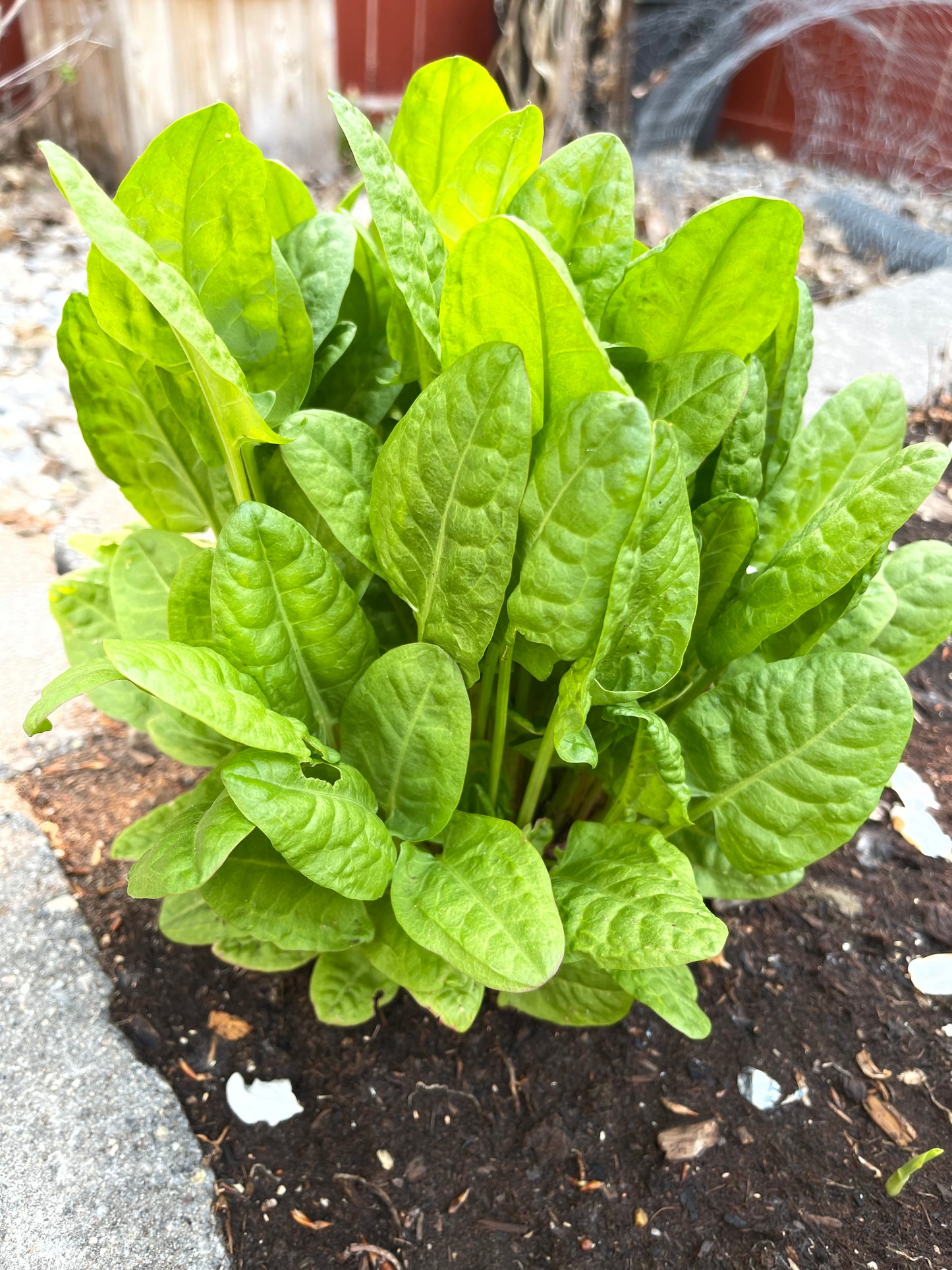 Sorrel Perennial Herb 50 Seeds