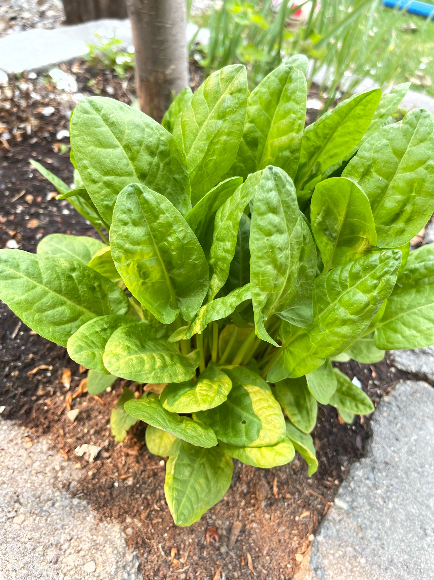 Sorrel Perennial Herb 50 Seeds