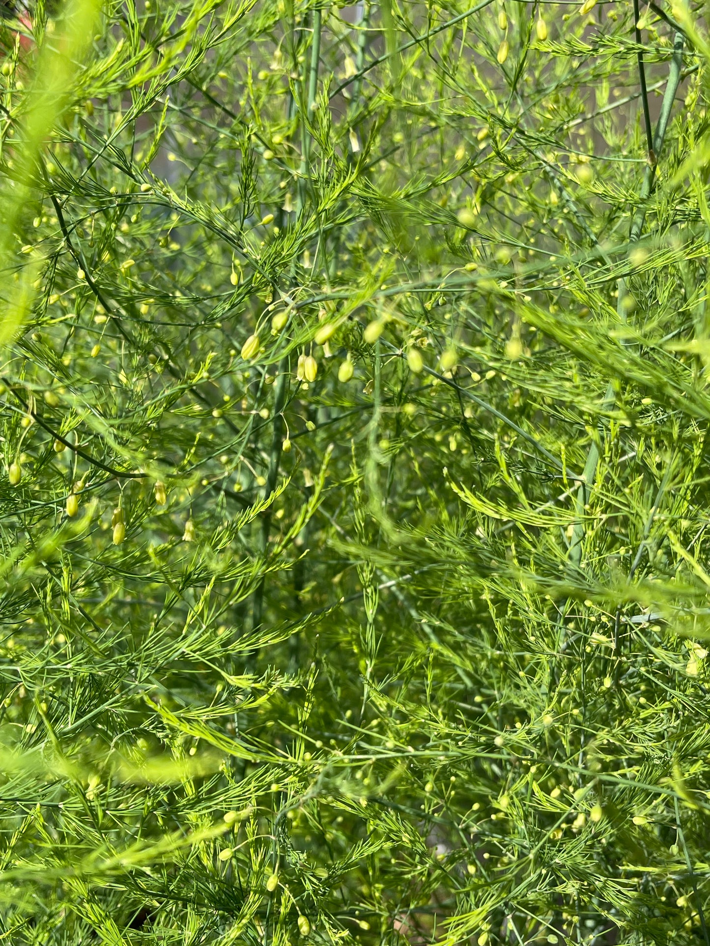 Mary Washington Asparagus 25 Seeds
