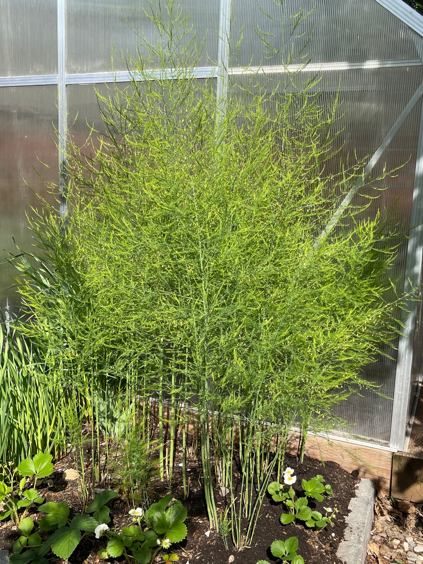 Mary Washington Asparagus 25 Seeds