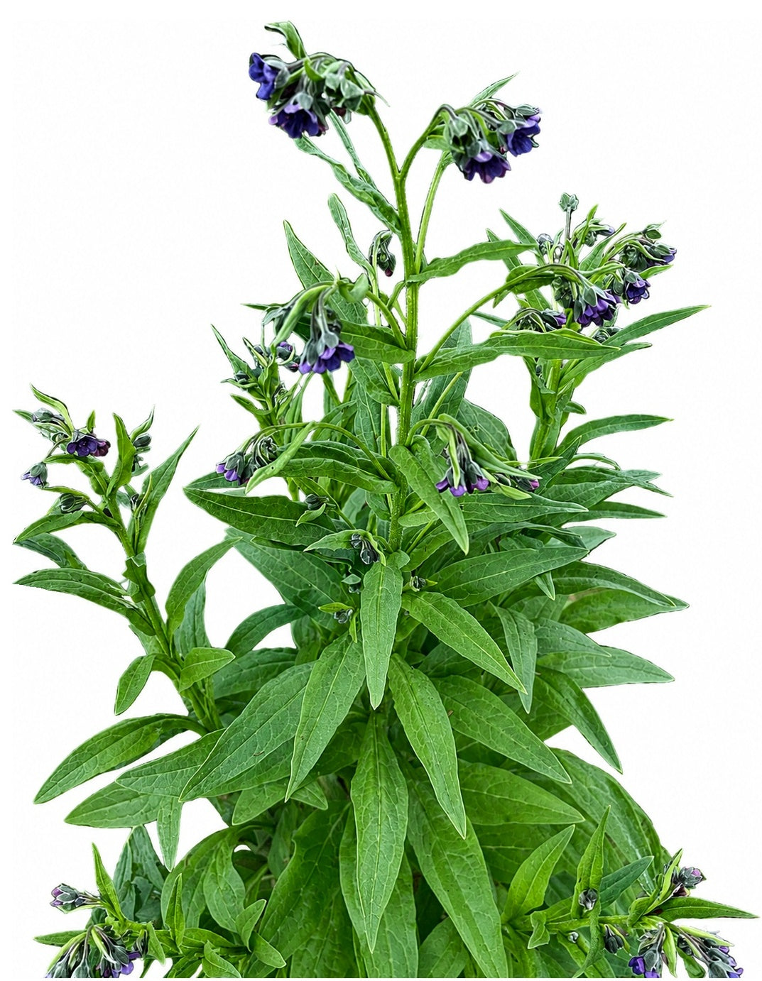 Himalayan Lungwort 20 Seeds