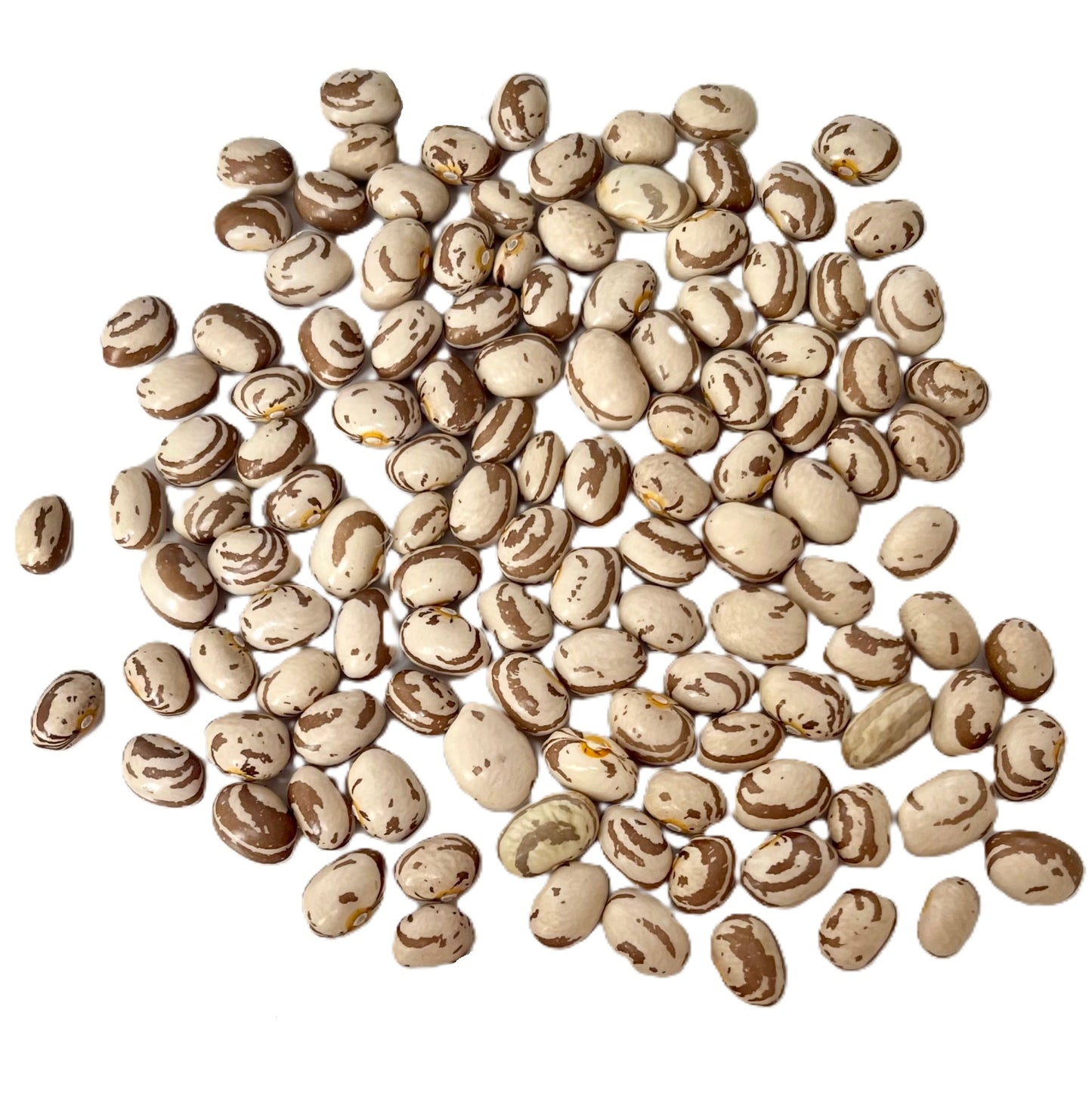 Kahnawake Mohawk Bean– Indigenous Heirloom Pole Bean Seeds