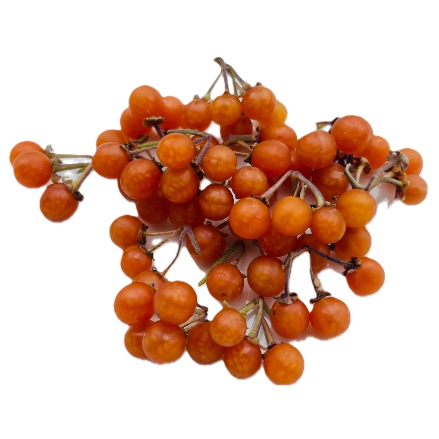 Otricoli Orange Berry - Solanum Nigrum 100 Seeds