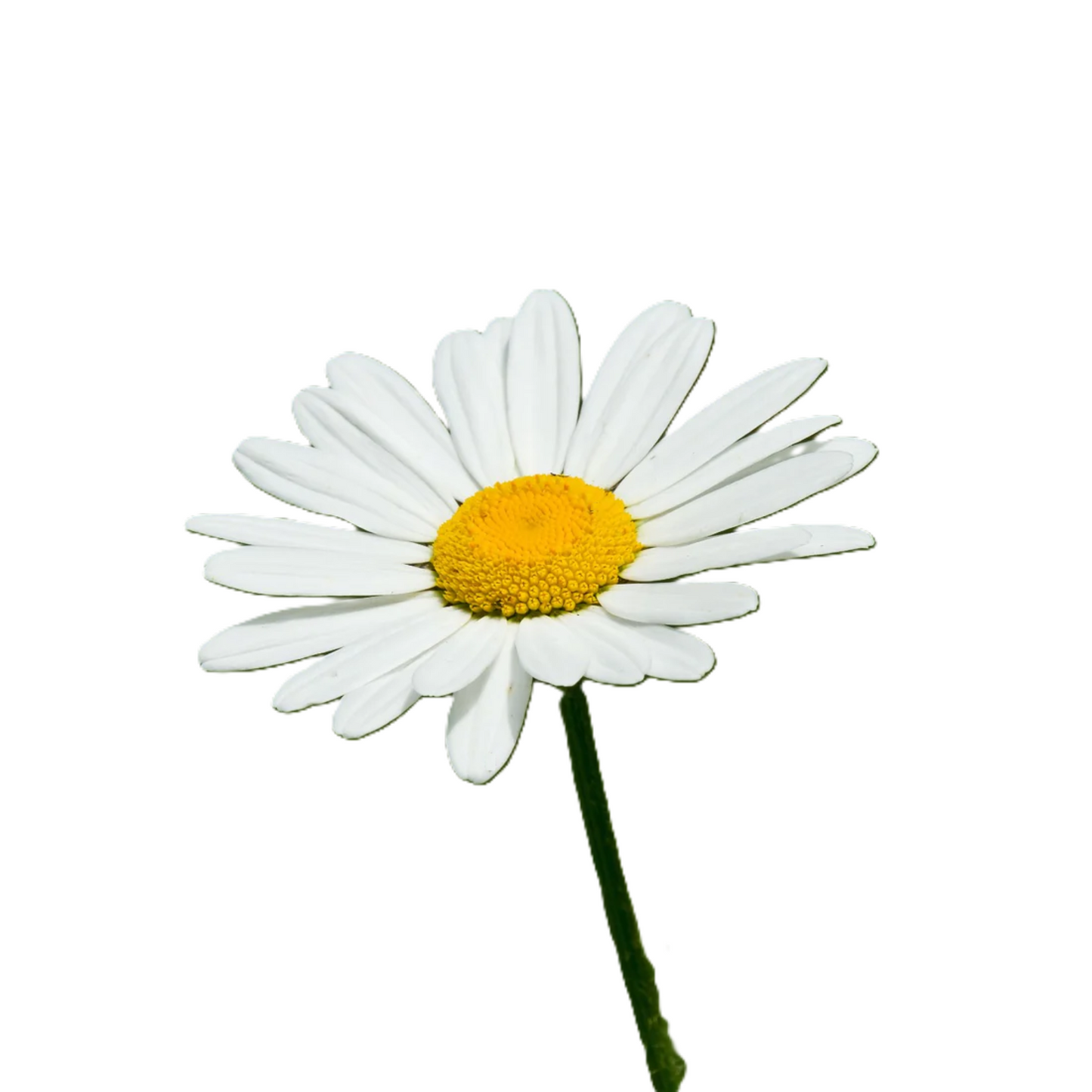 Ox-Eye Daisy 100 Seeds