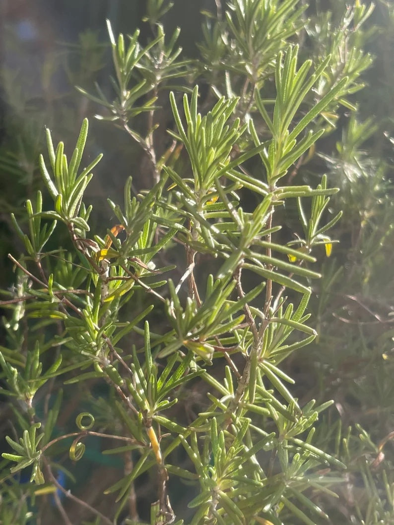 Rosemary 20 Seeds