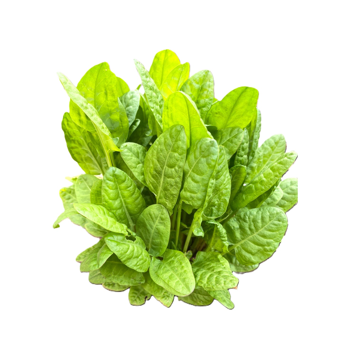 Sorrel Perennial Herb 50 Seeds