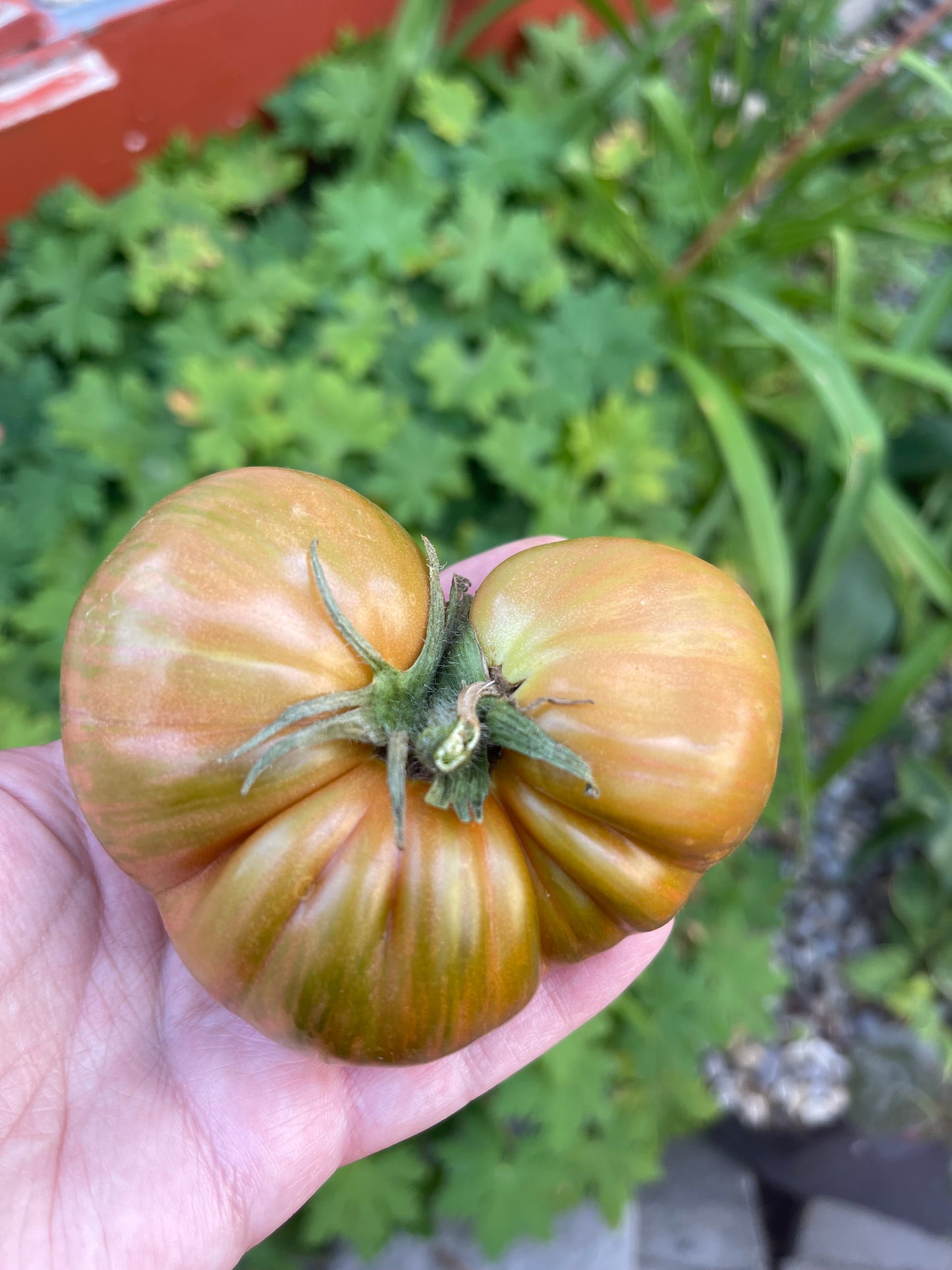 Large Barred Boar Tomato 25 Seeds