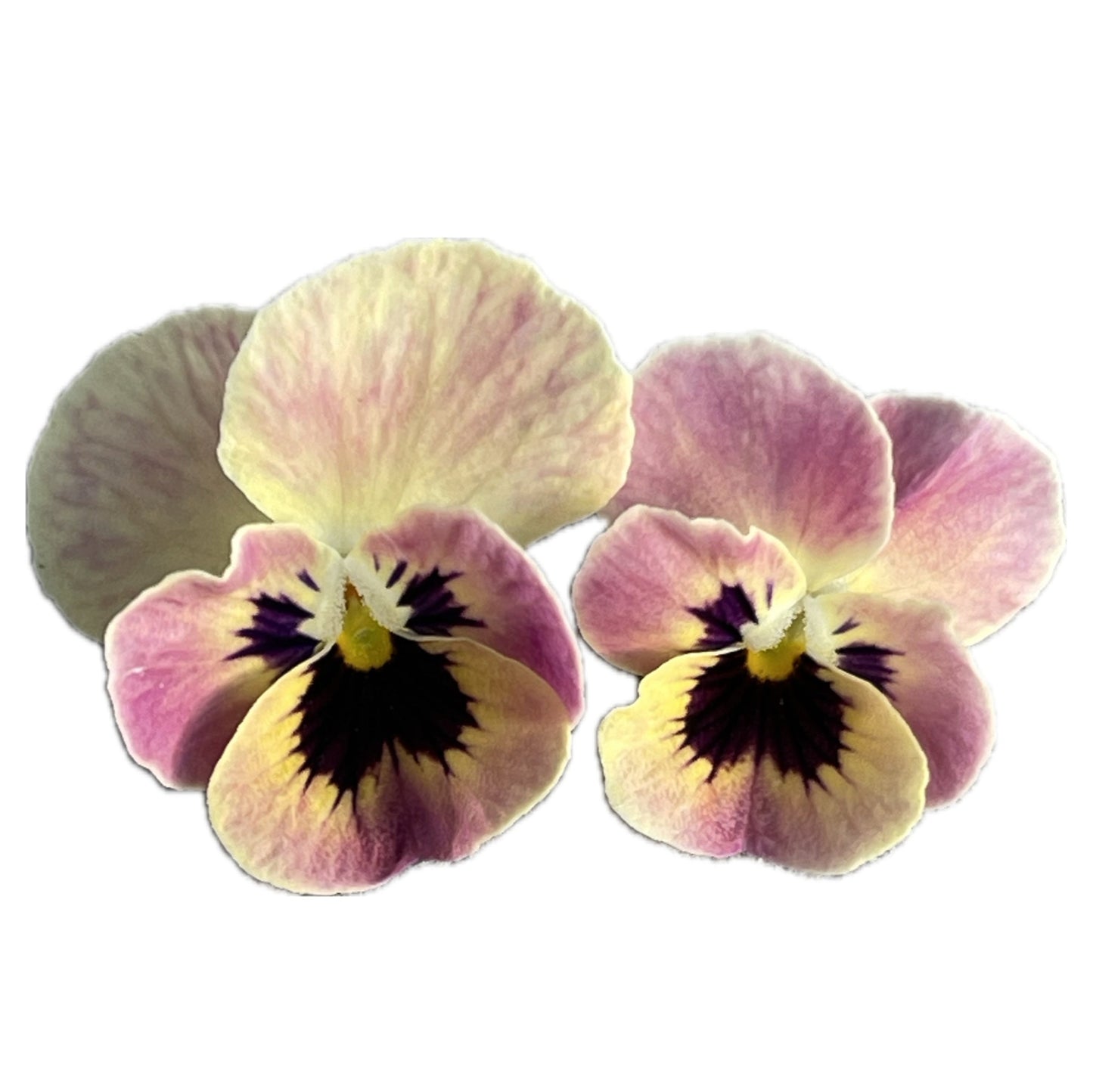 Viola Antique Laeta 10 Seeds