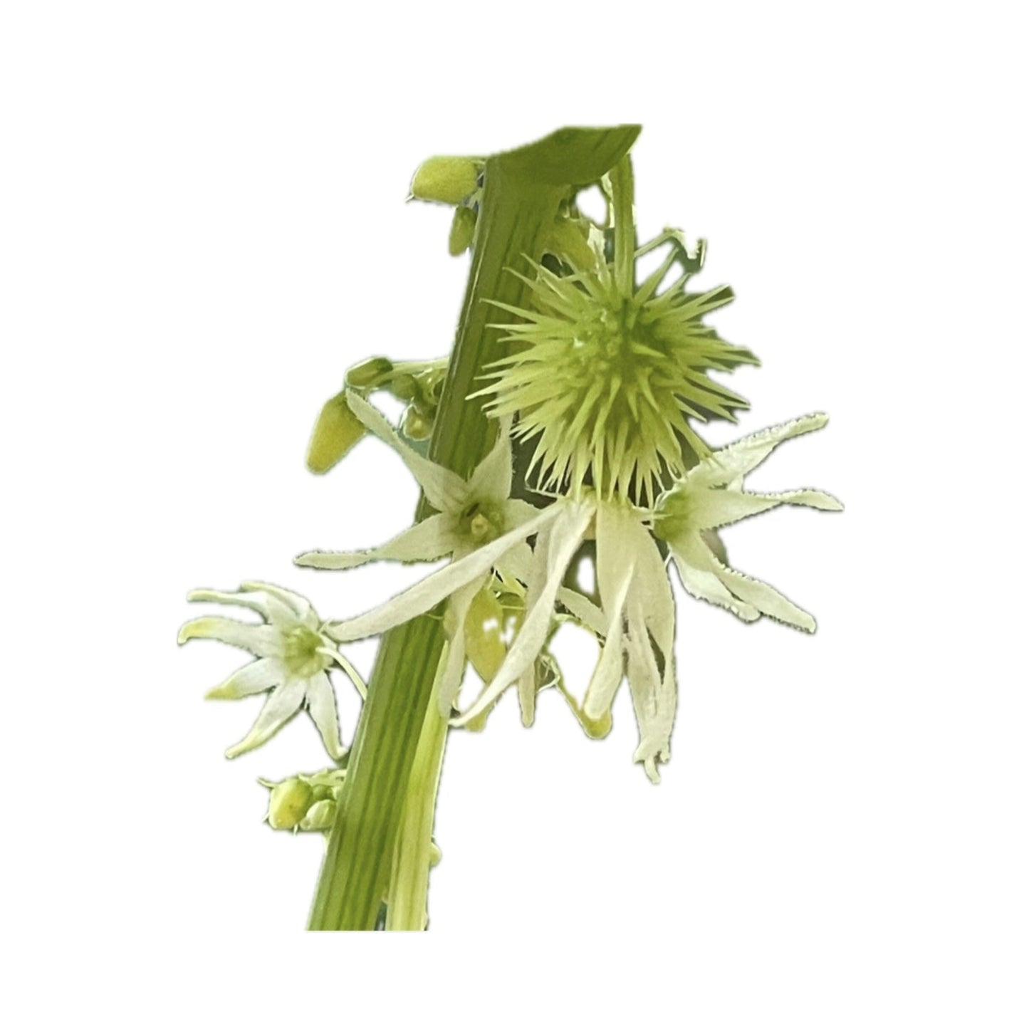 Wild Cucumber 20 Seeds