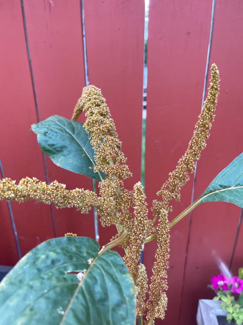 Amaranth Golden Rust 100 Seeds