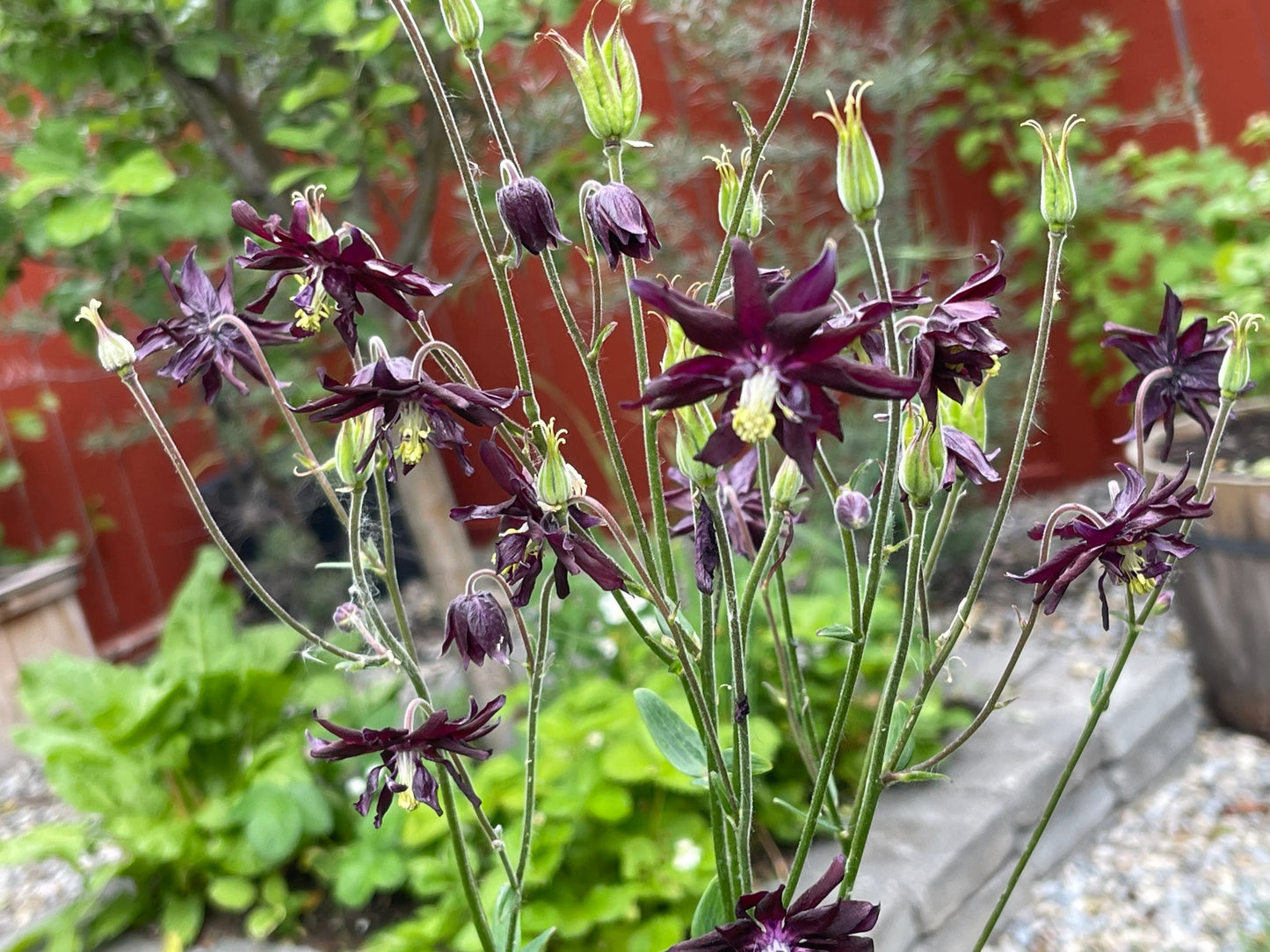 Columbine Barlow Purple 50 Seeds