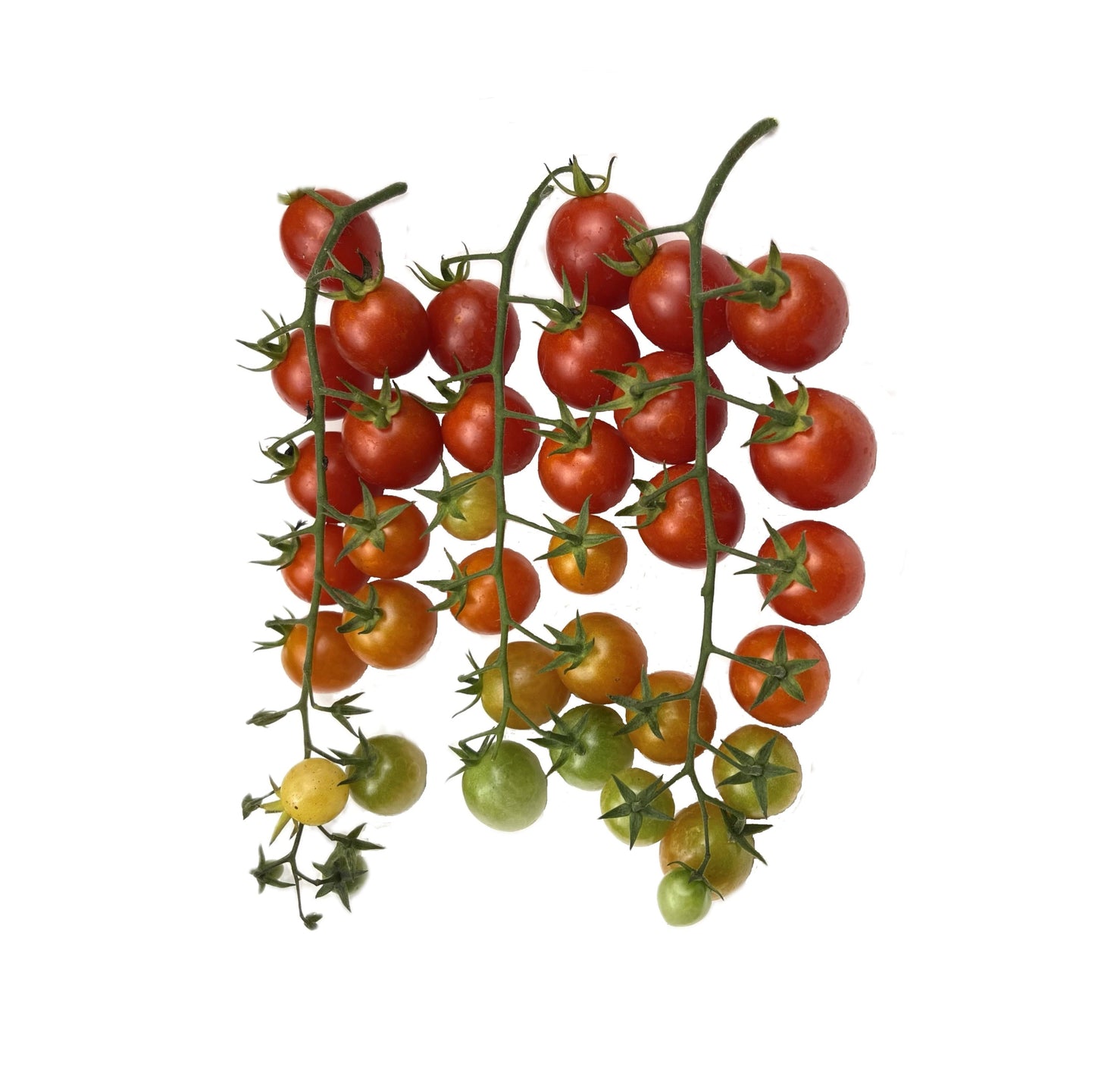 Rapunzel Tomato 25 Seeds