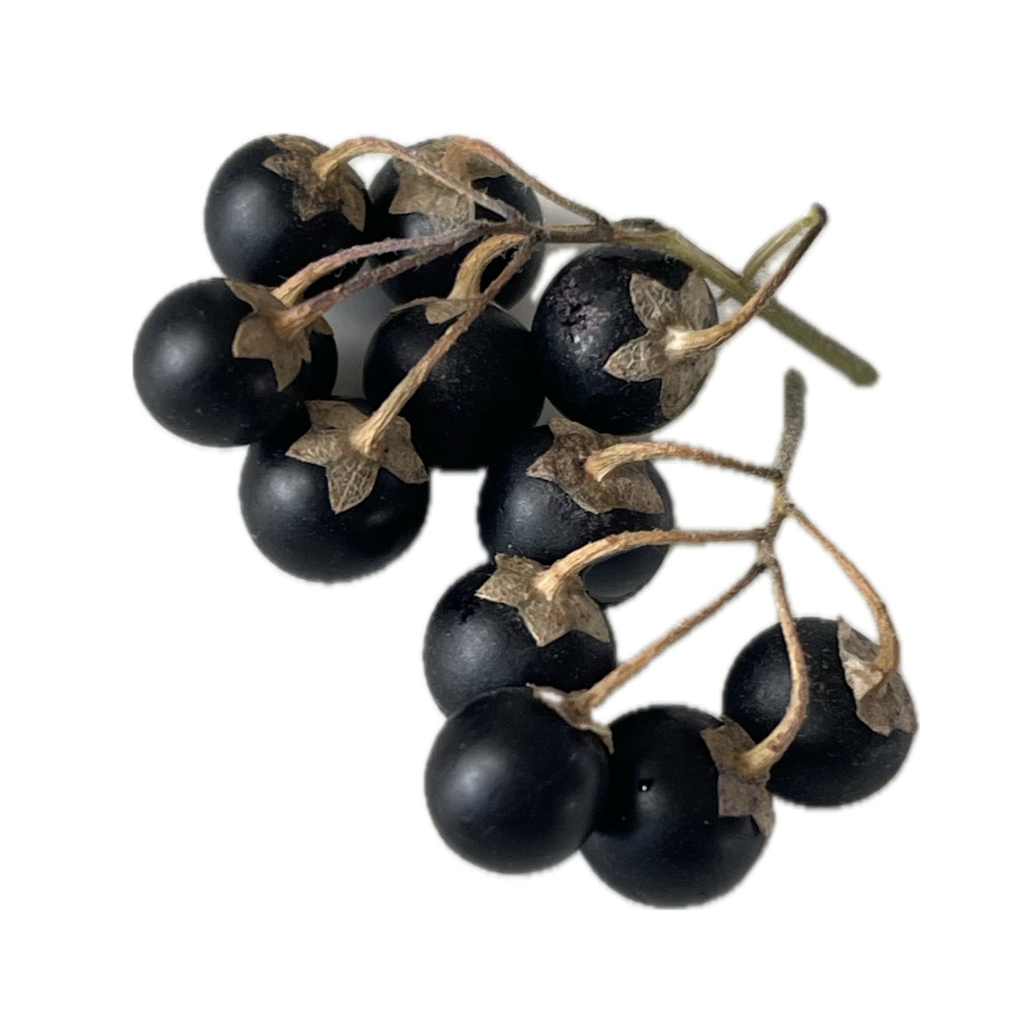 Wonderberry - Solanum Burbankii Berry 100 Seeds