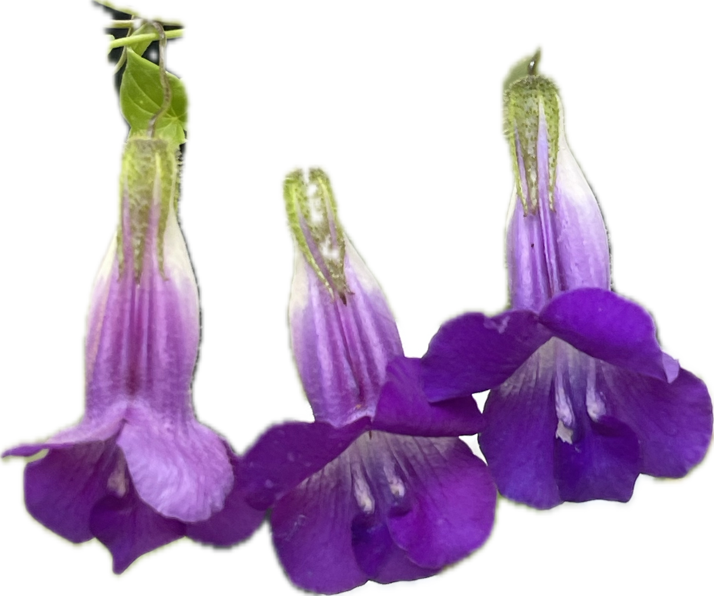 Snapdragon Vine 25 Seeds