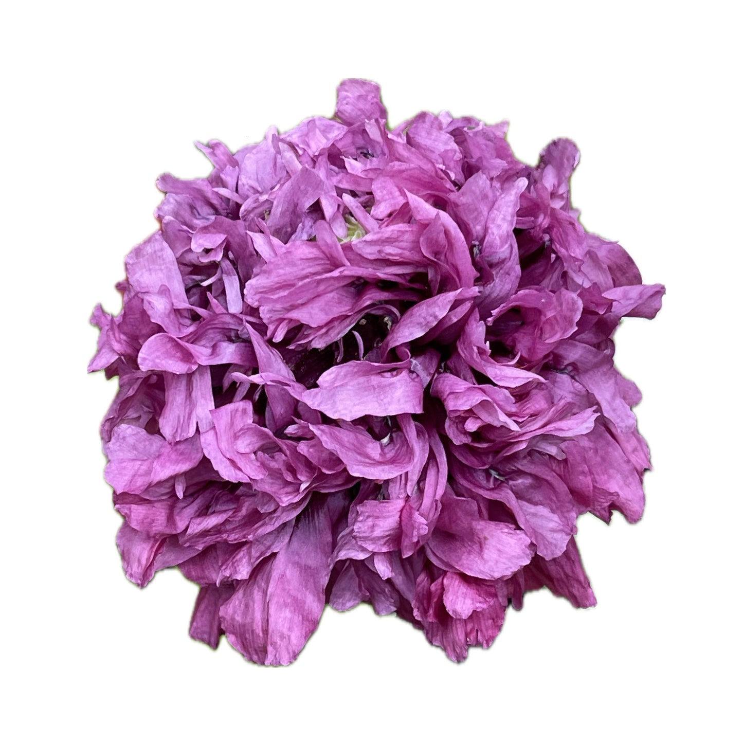 Purple Peony Poppy 100 Seeds