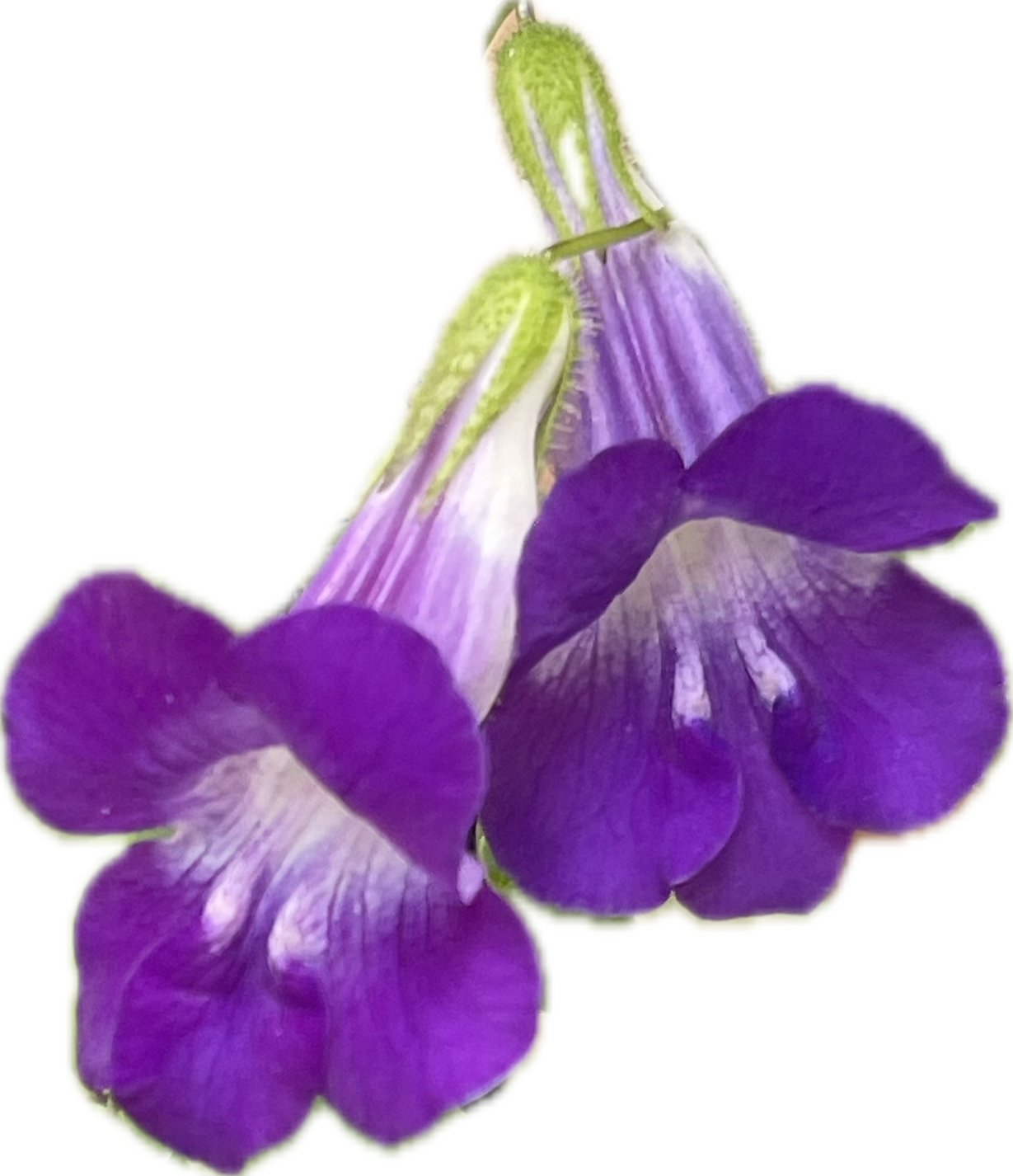 Snapdragon Vine 25 Seeds