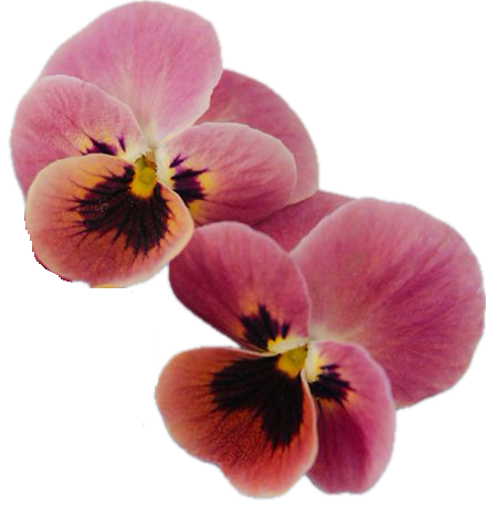 Viola Antique Laeta 10 Seeds