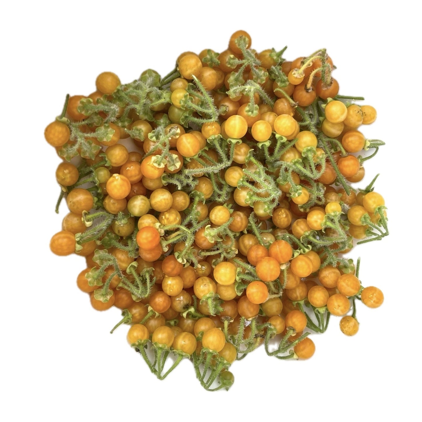 Golden Pearls Berry - Solanum Villosum 100 Seeds