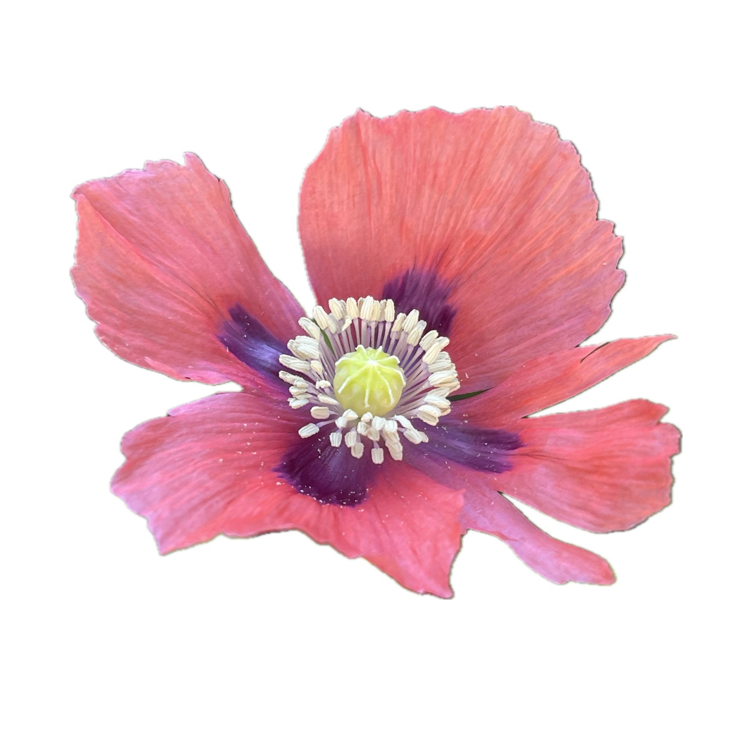 Pink Poppy 100 Seeds