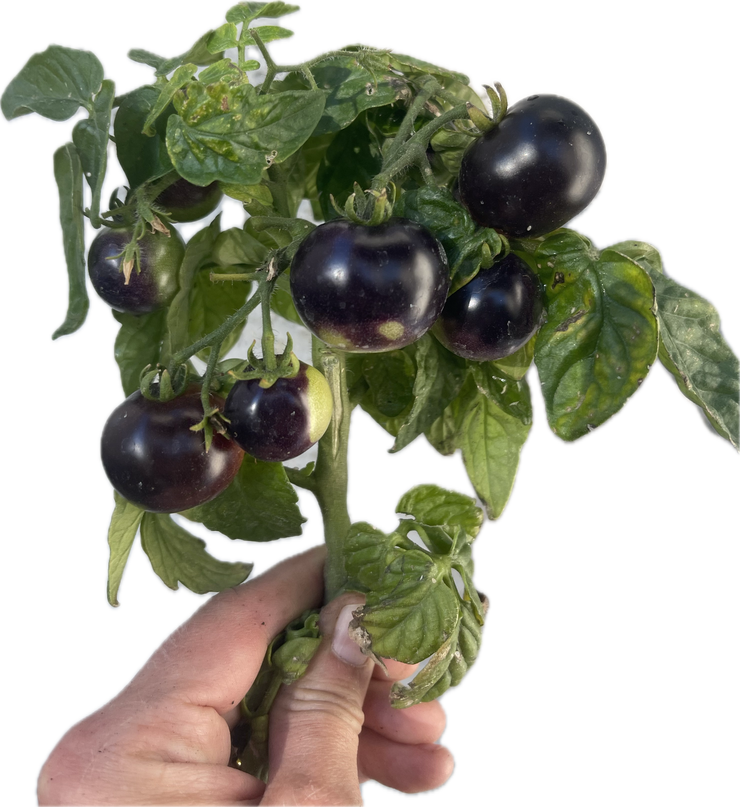 Tartufo Micro Dwarf Tomato 20 Seeds