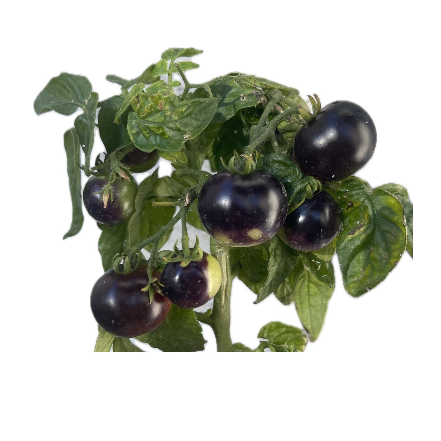 Tartufo Micro Dwarf Tomato 20 Seeds