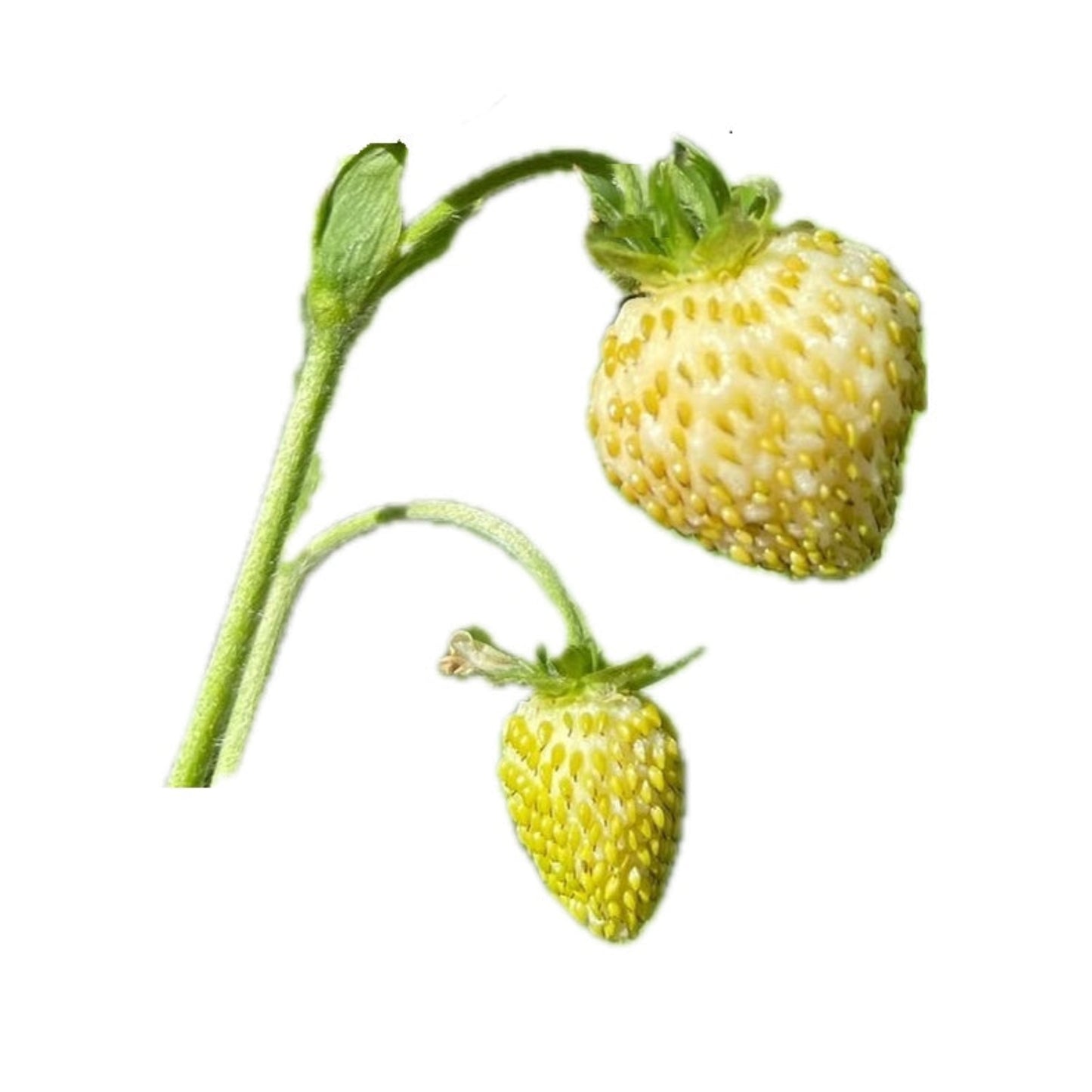 Yellow Wonder Alpine Strawberry 100 Seeds