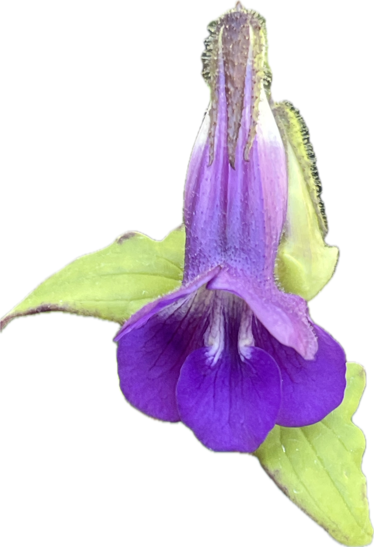 Snapdragon Vine 25 Seeds